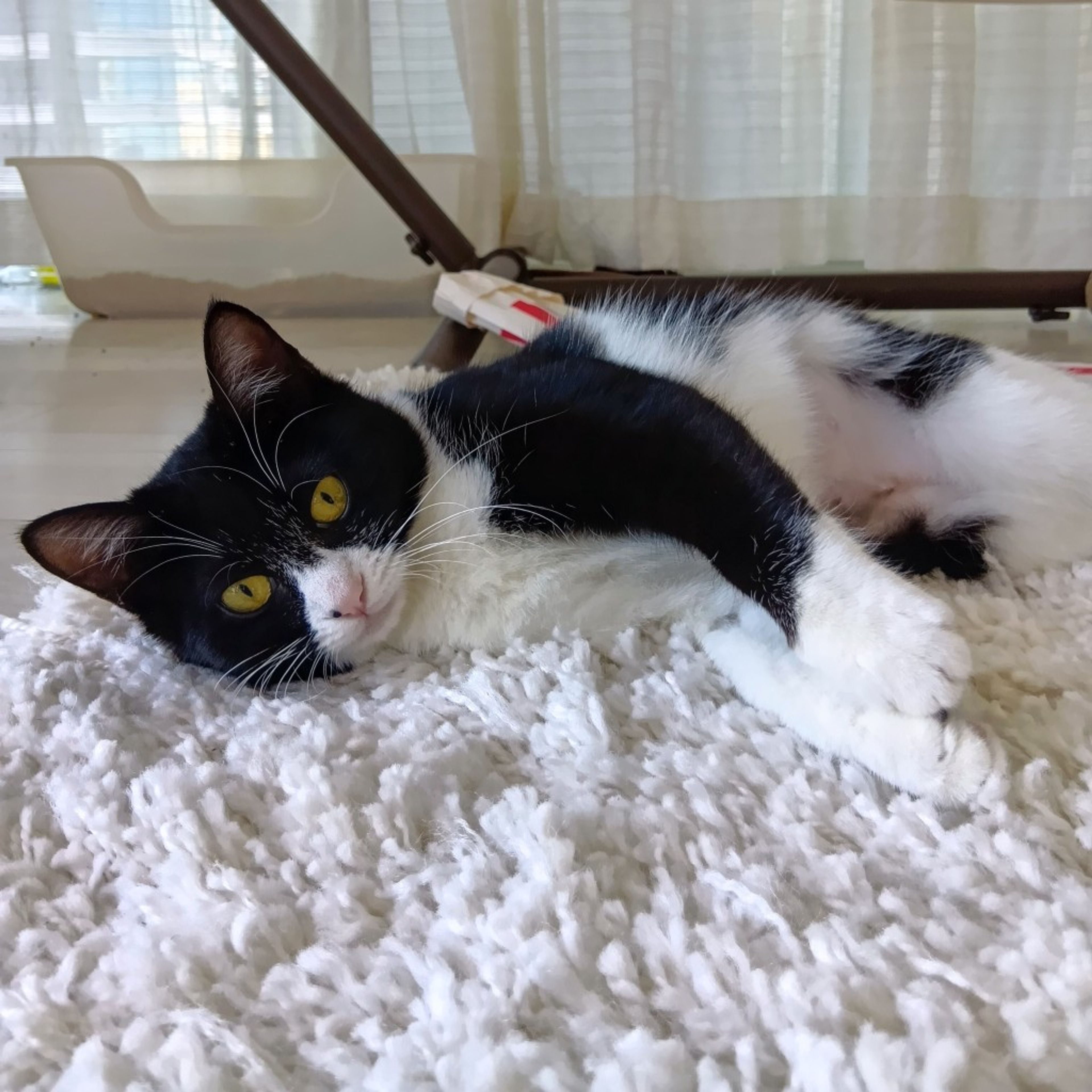 pet-image-3