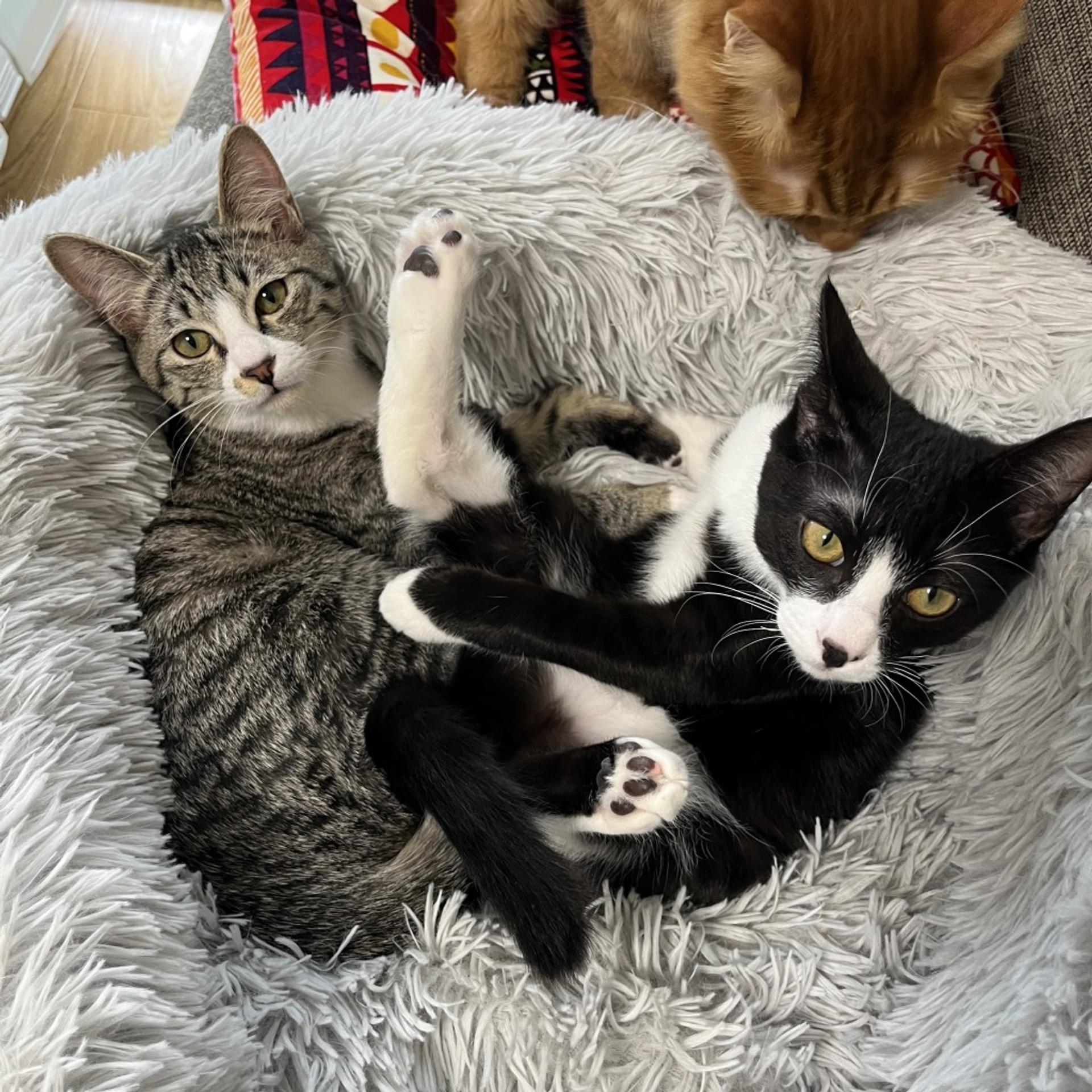 pet-image-7