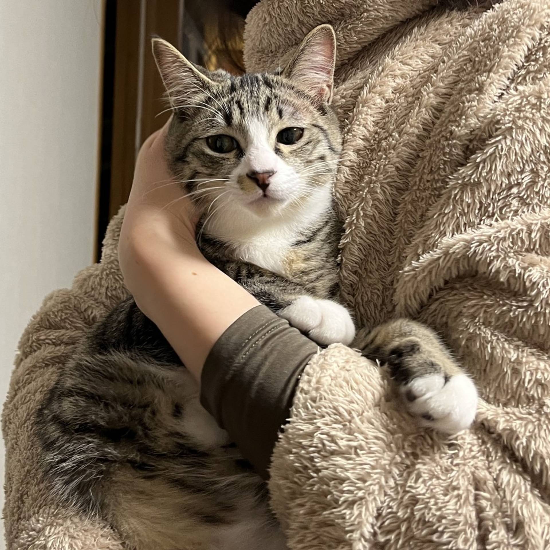 雑種（ミックス猫）・オスの里親募集の写真