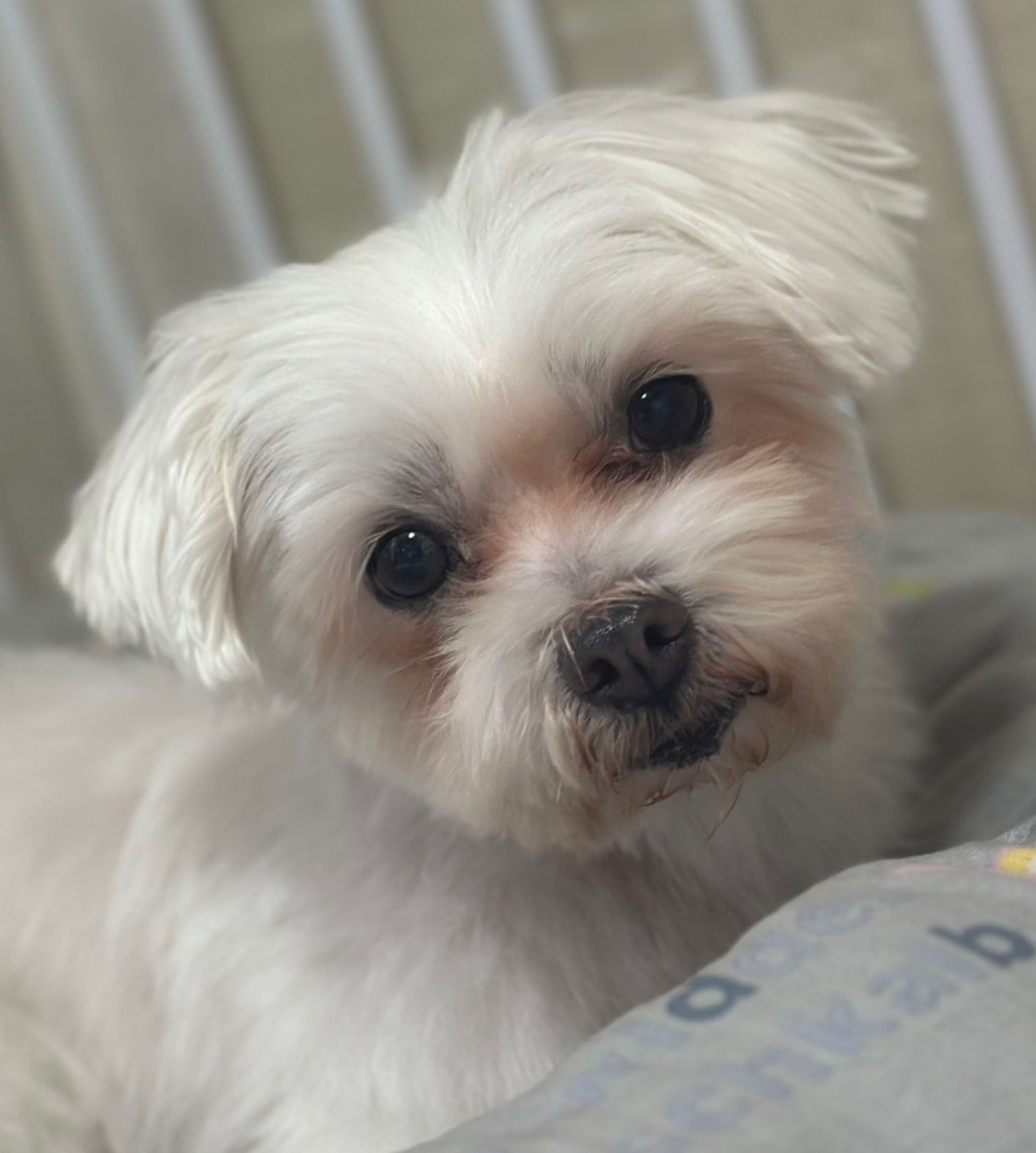 pet-image-2
