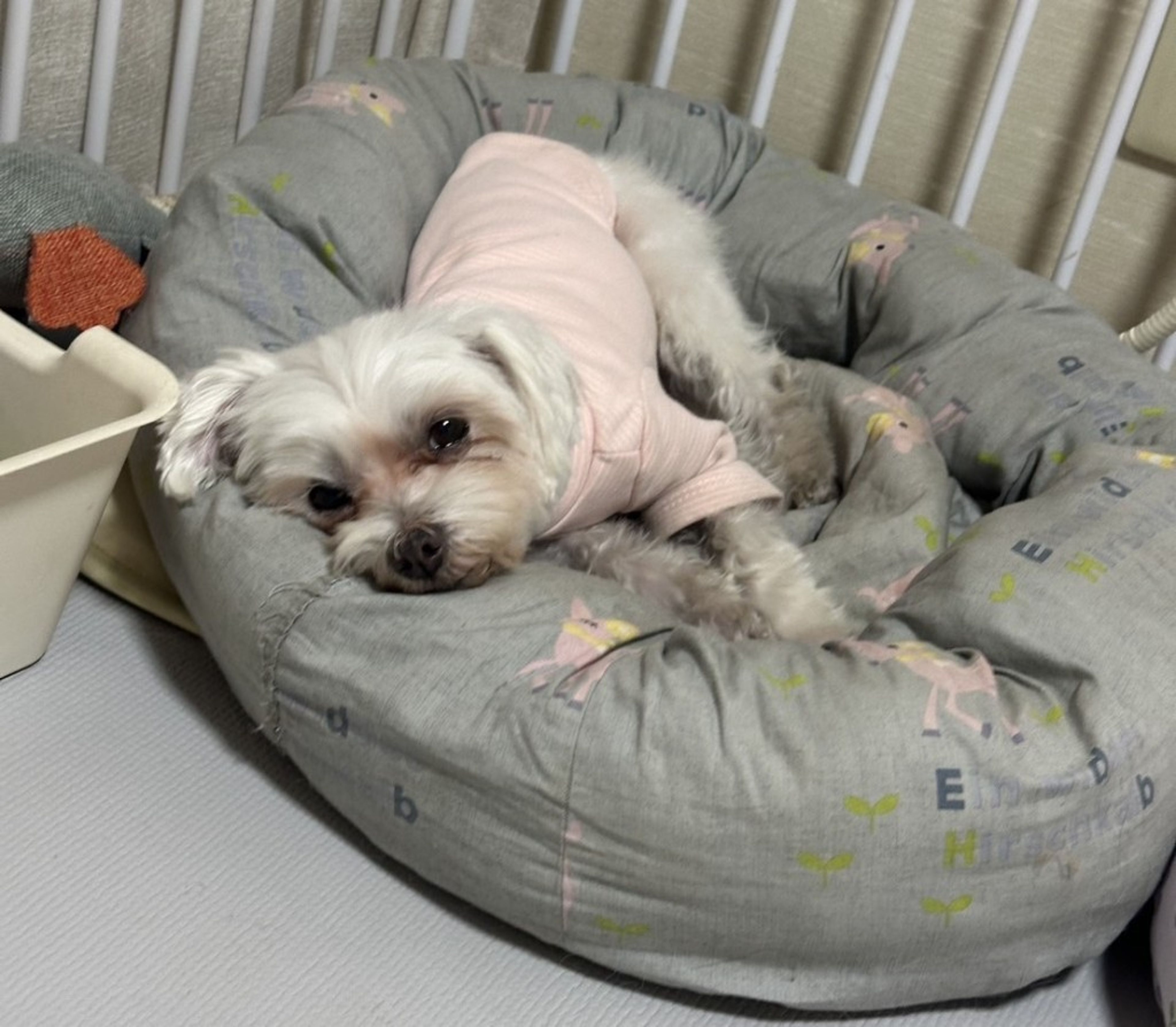 pet-image-4