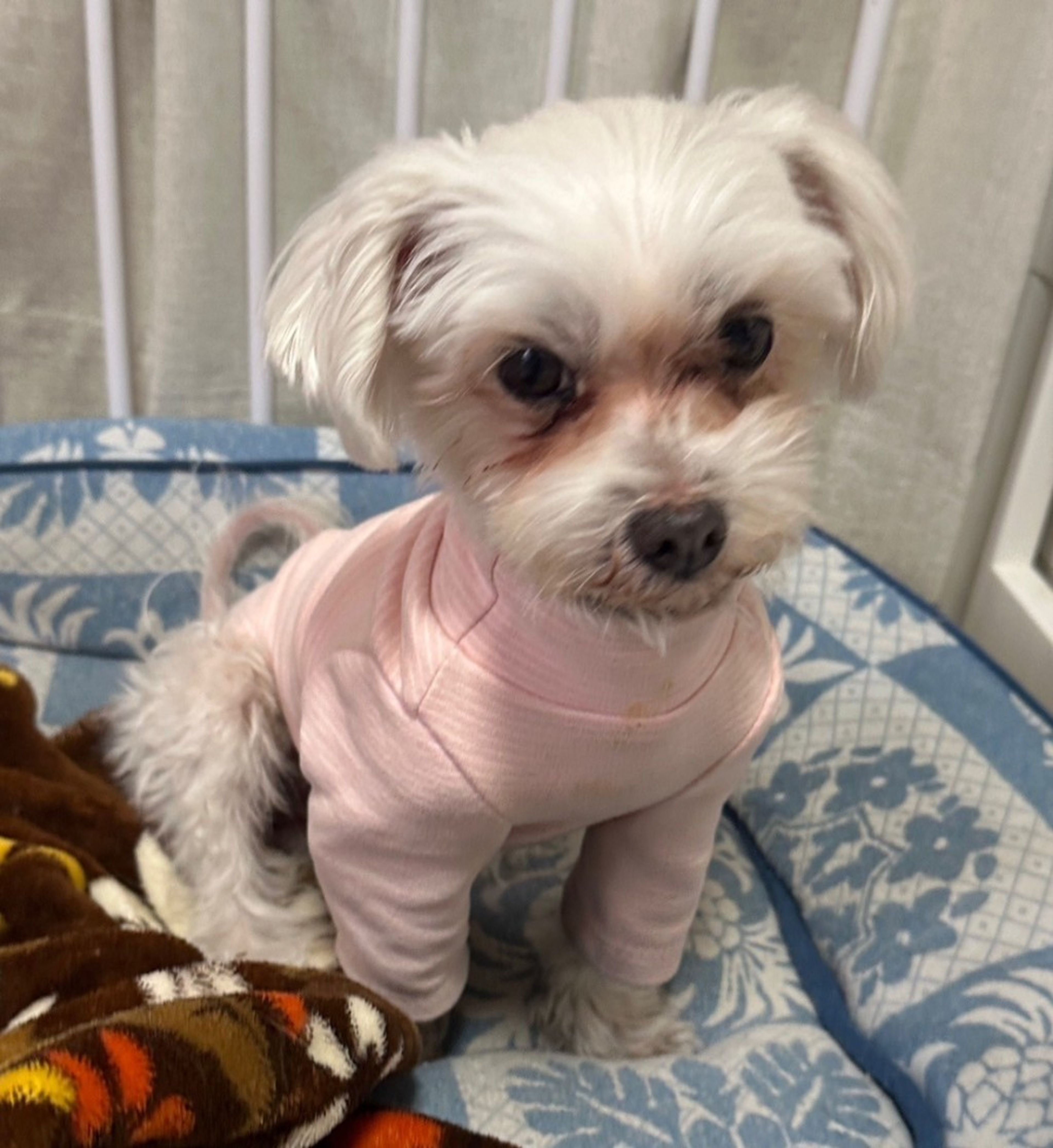 pet-image-5