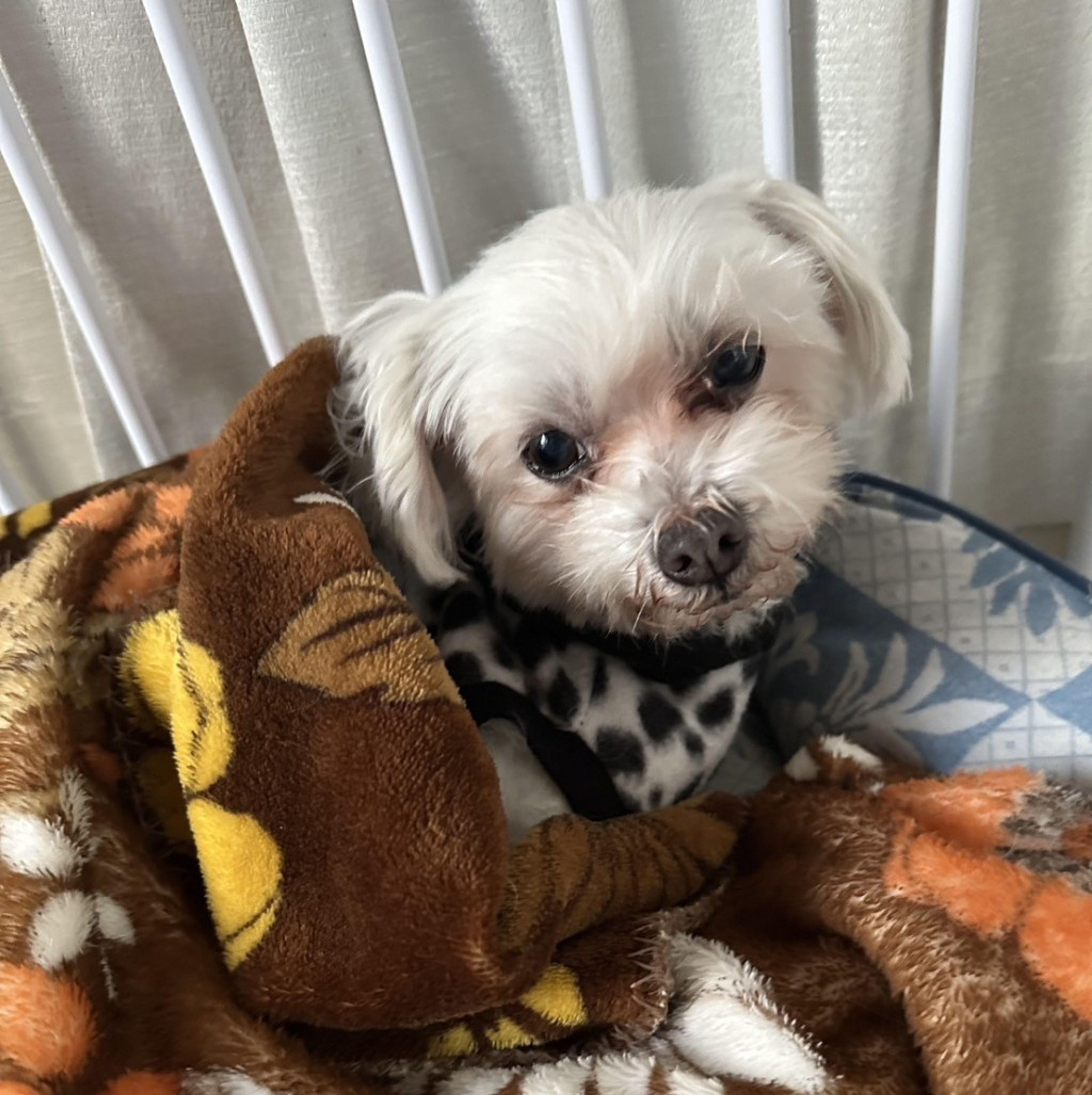 pet-image-6