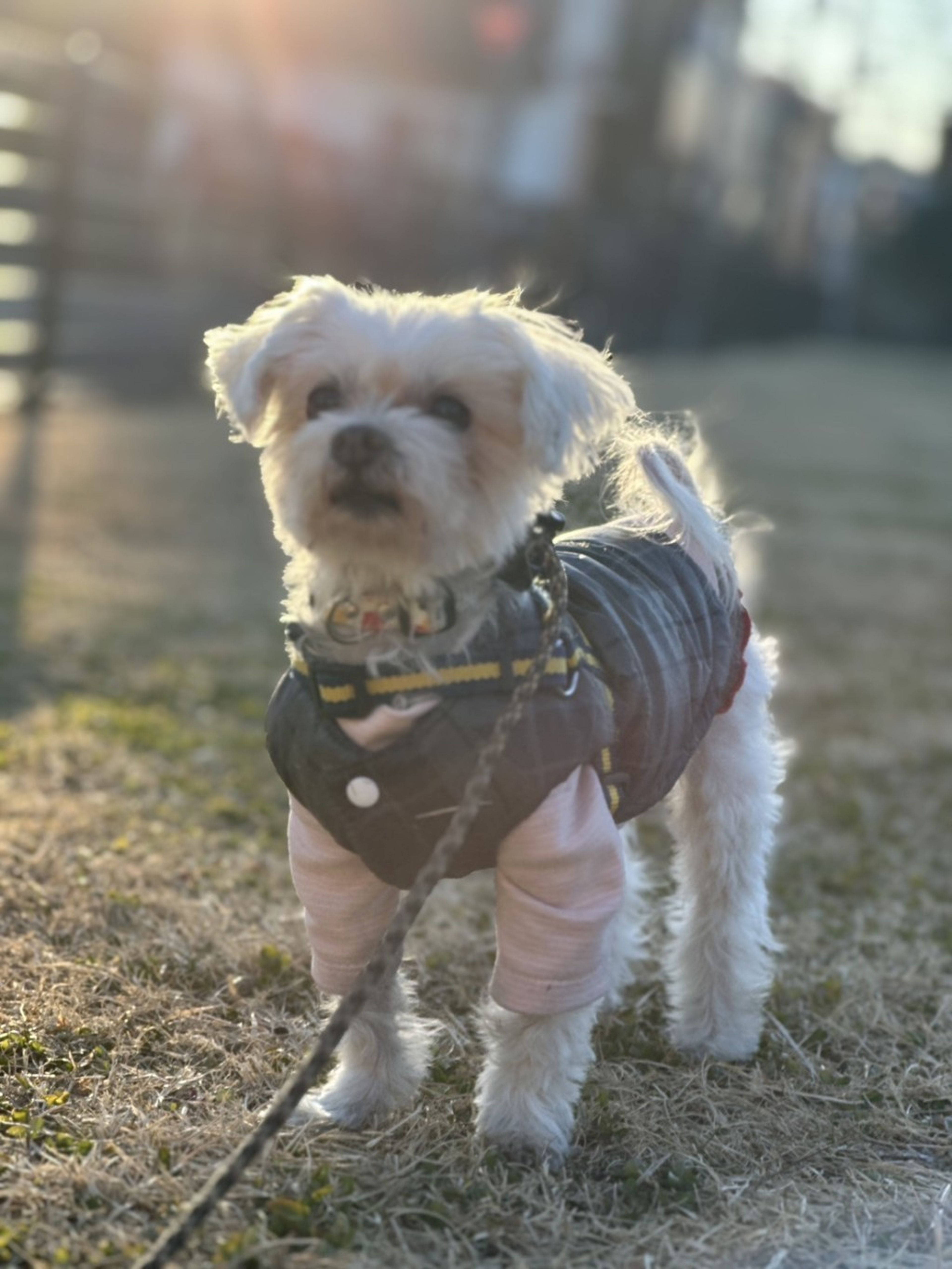 pet-image-7