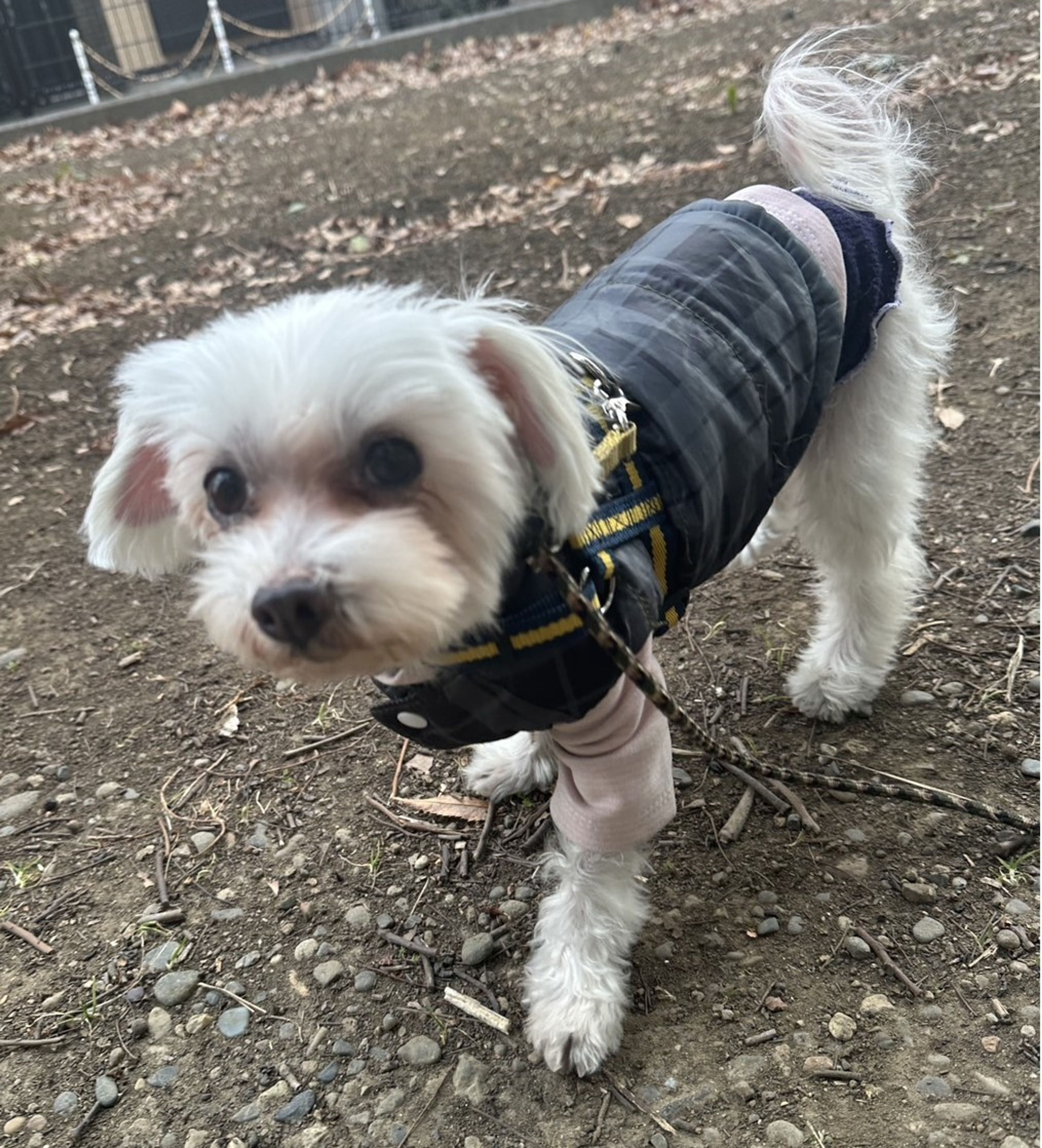 pet-image-8