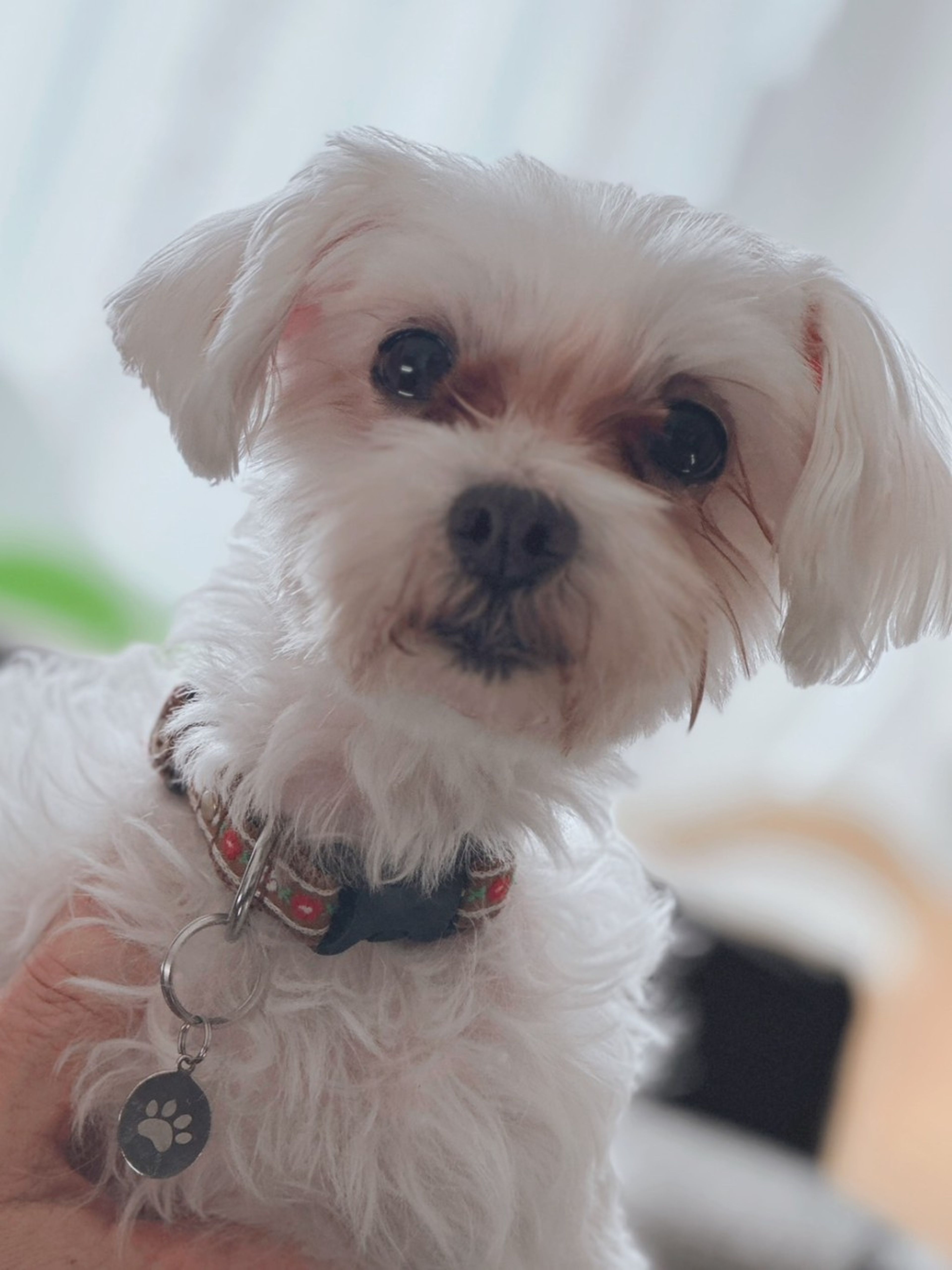 pet-image-9