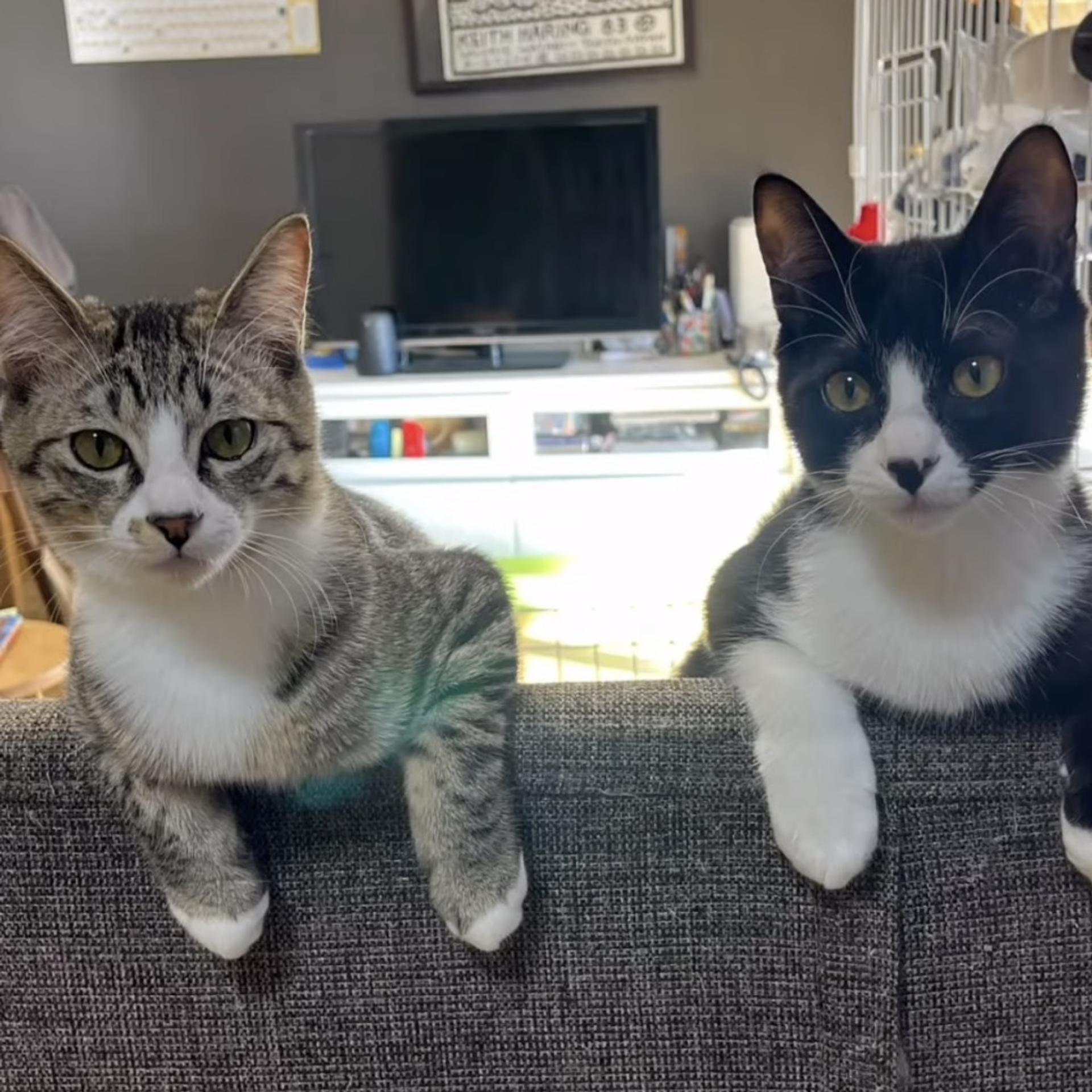 pet-image-4