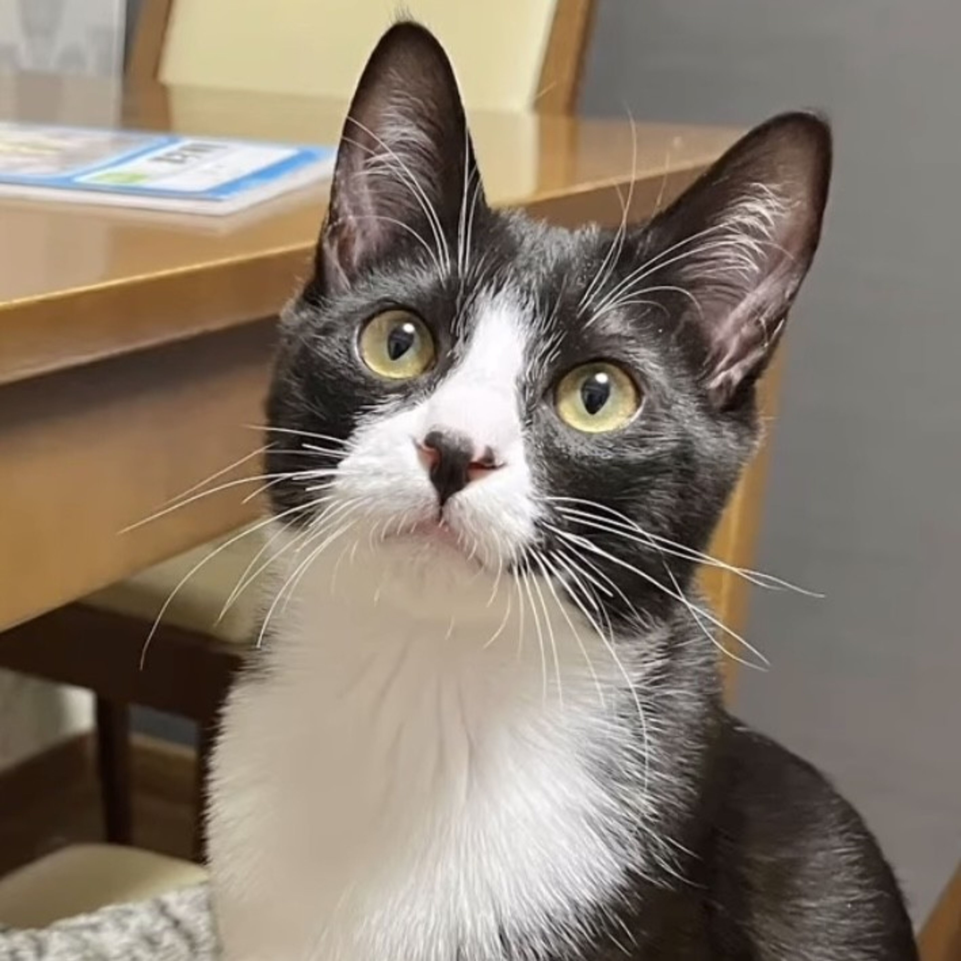 雑種（ミックス猫）・オスの里親募集の写真