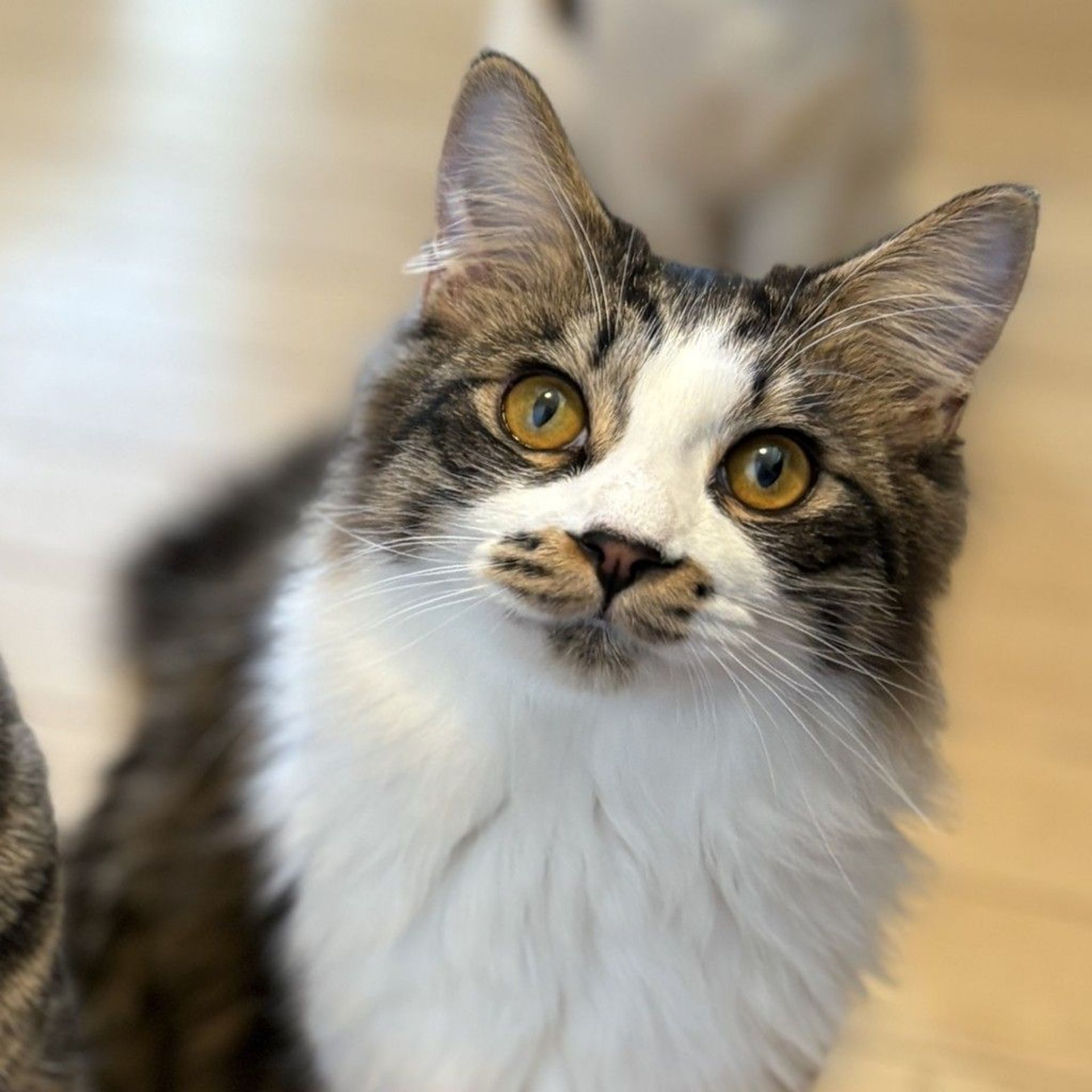 雑種（ミックス猫）・オスの里親募集の写真