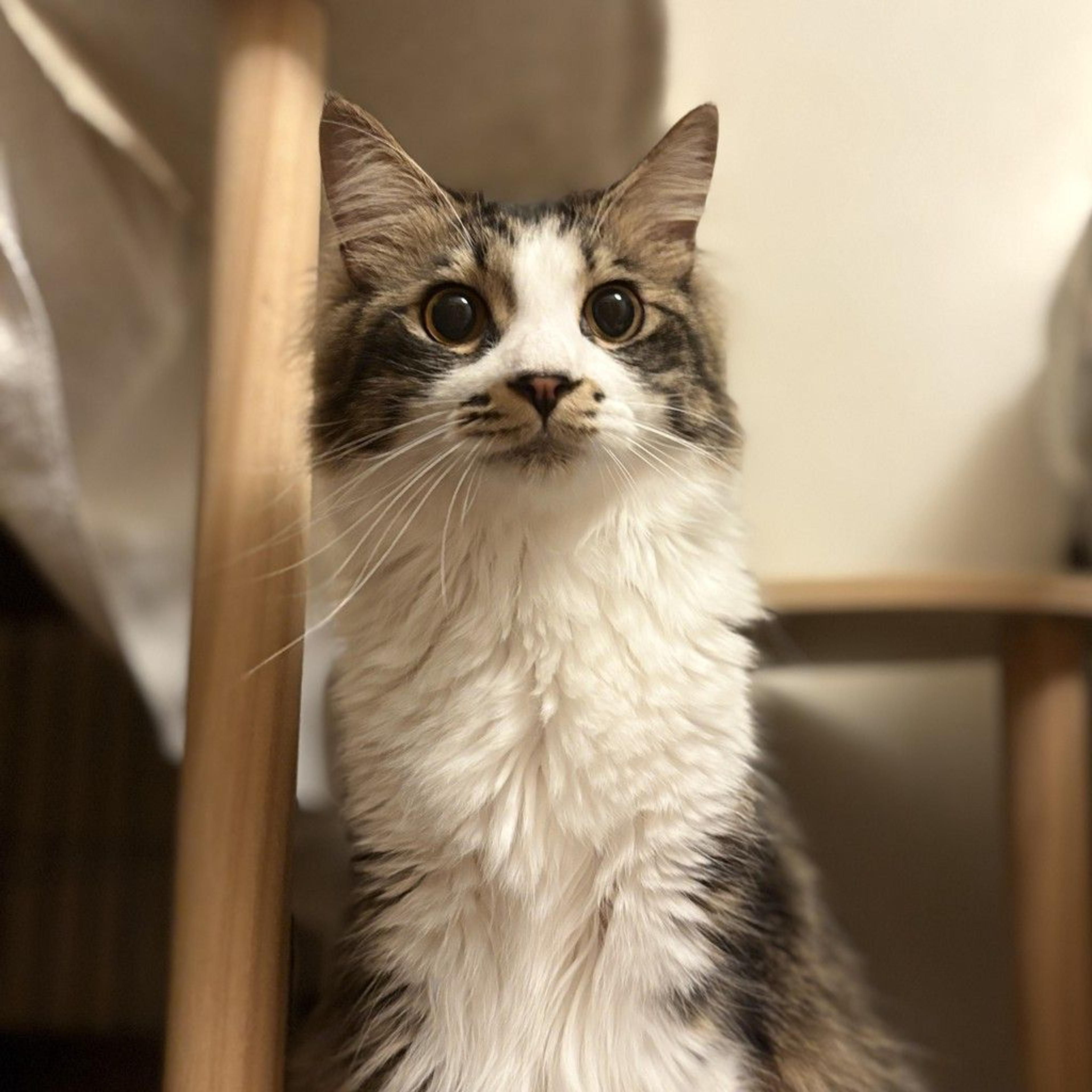 pet-image-5