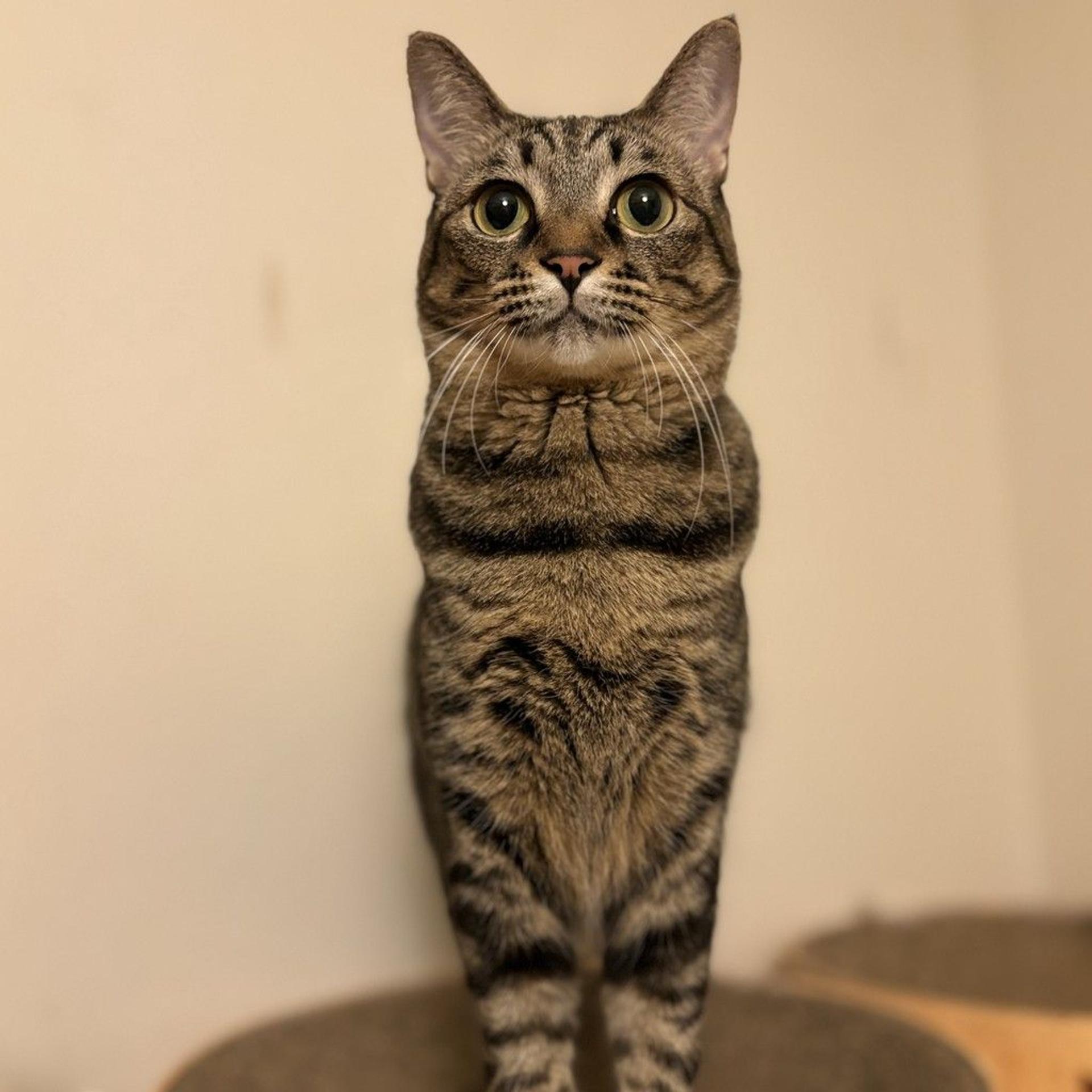 pet-image-6
