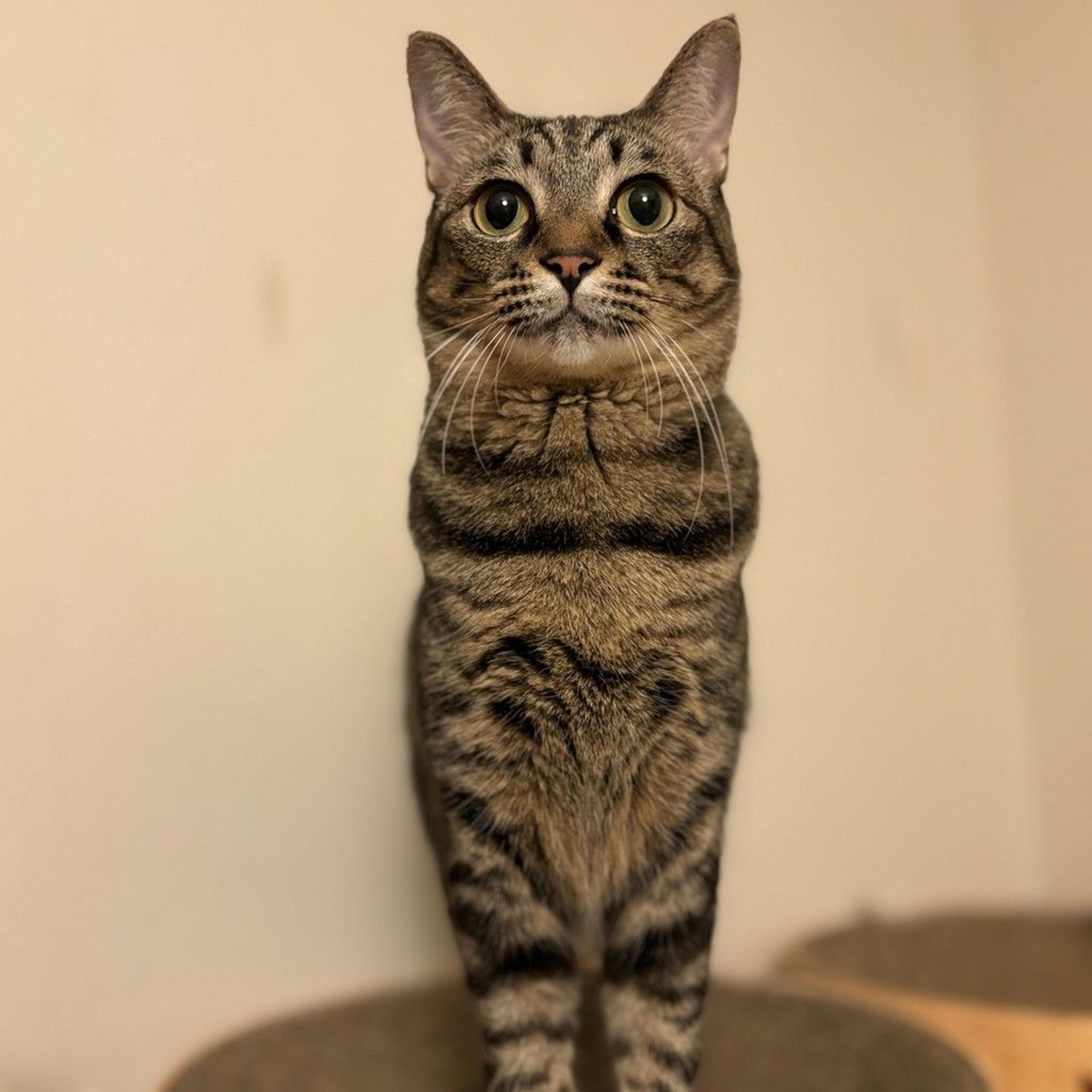 pet-image-6