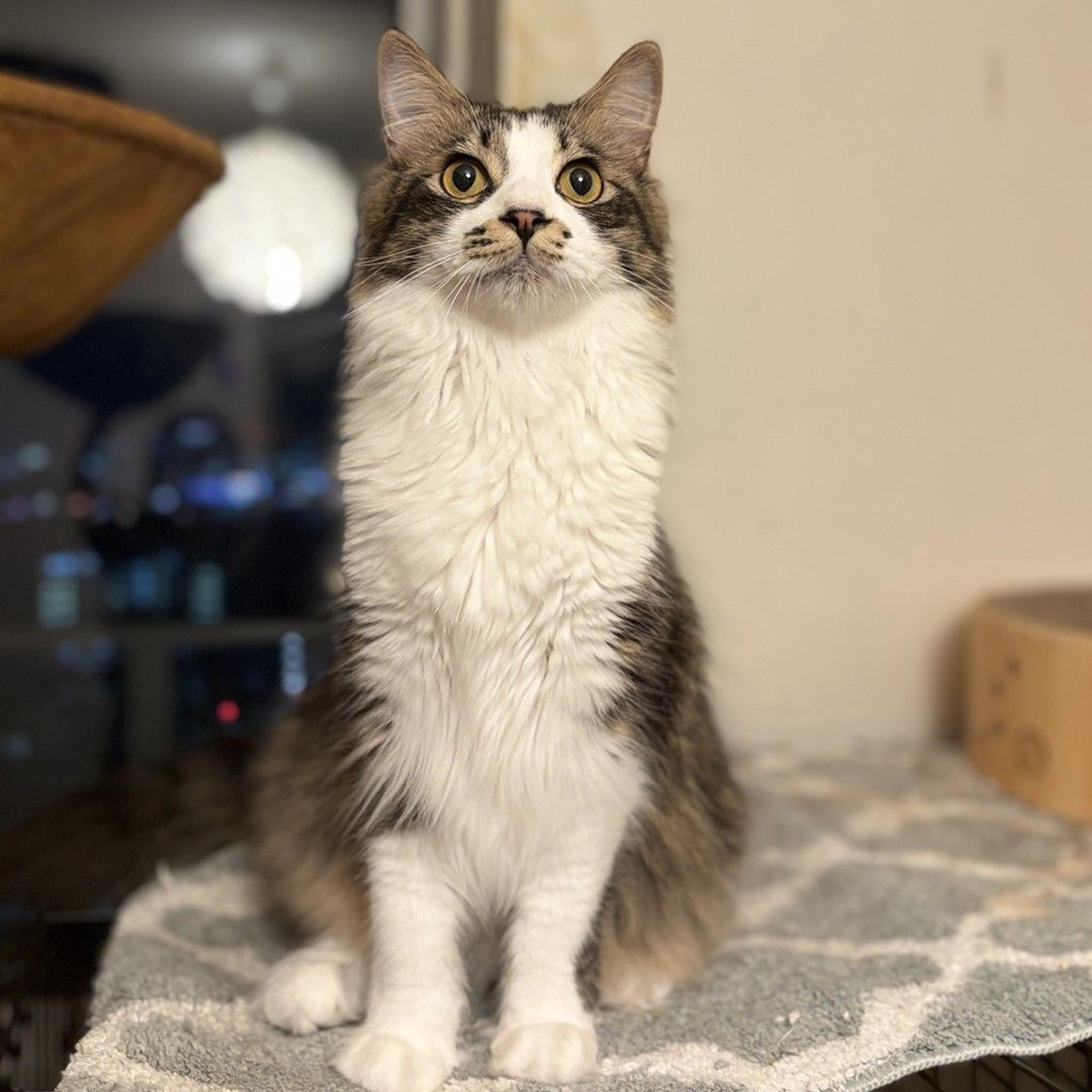 pet-image-7