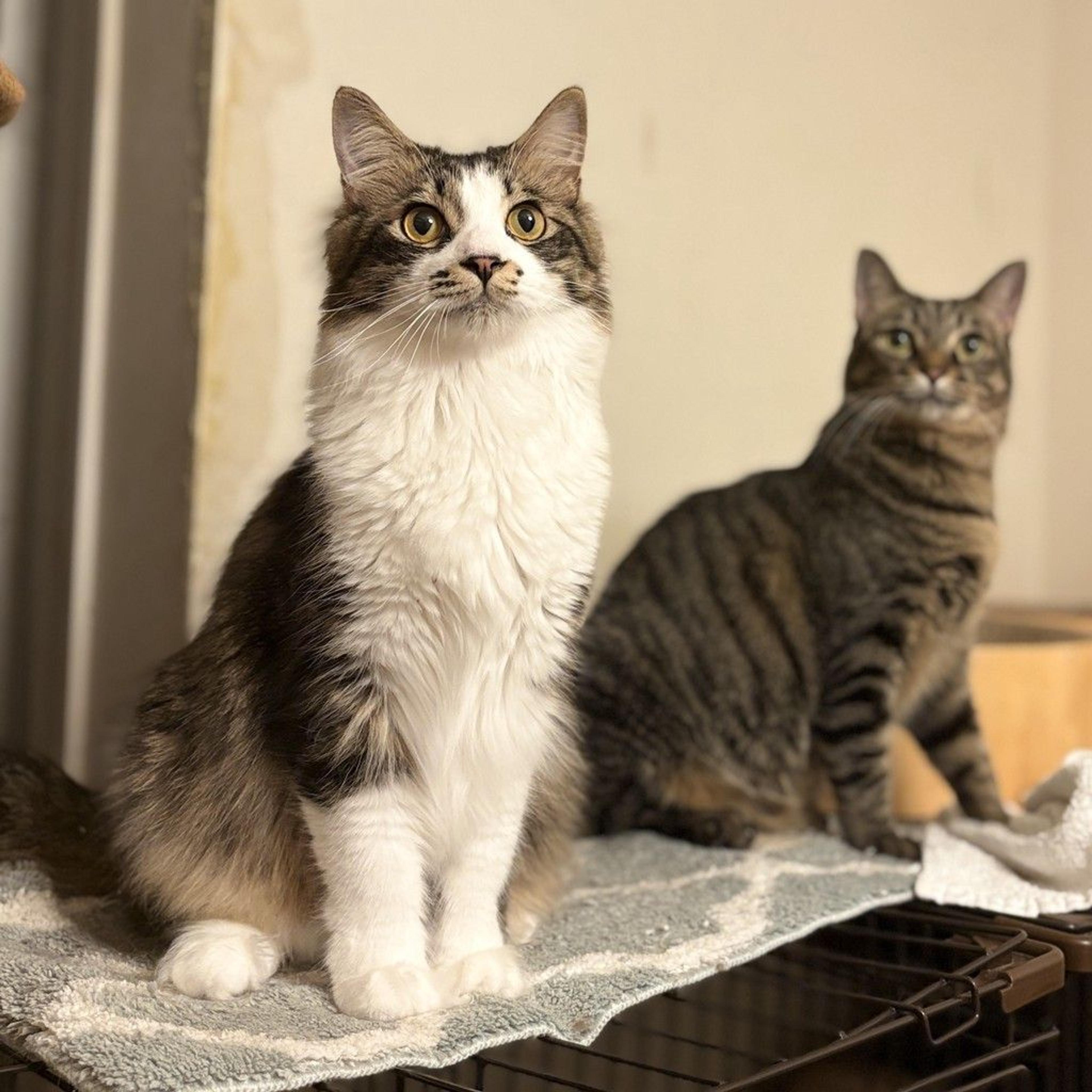 pet-image-8