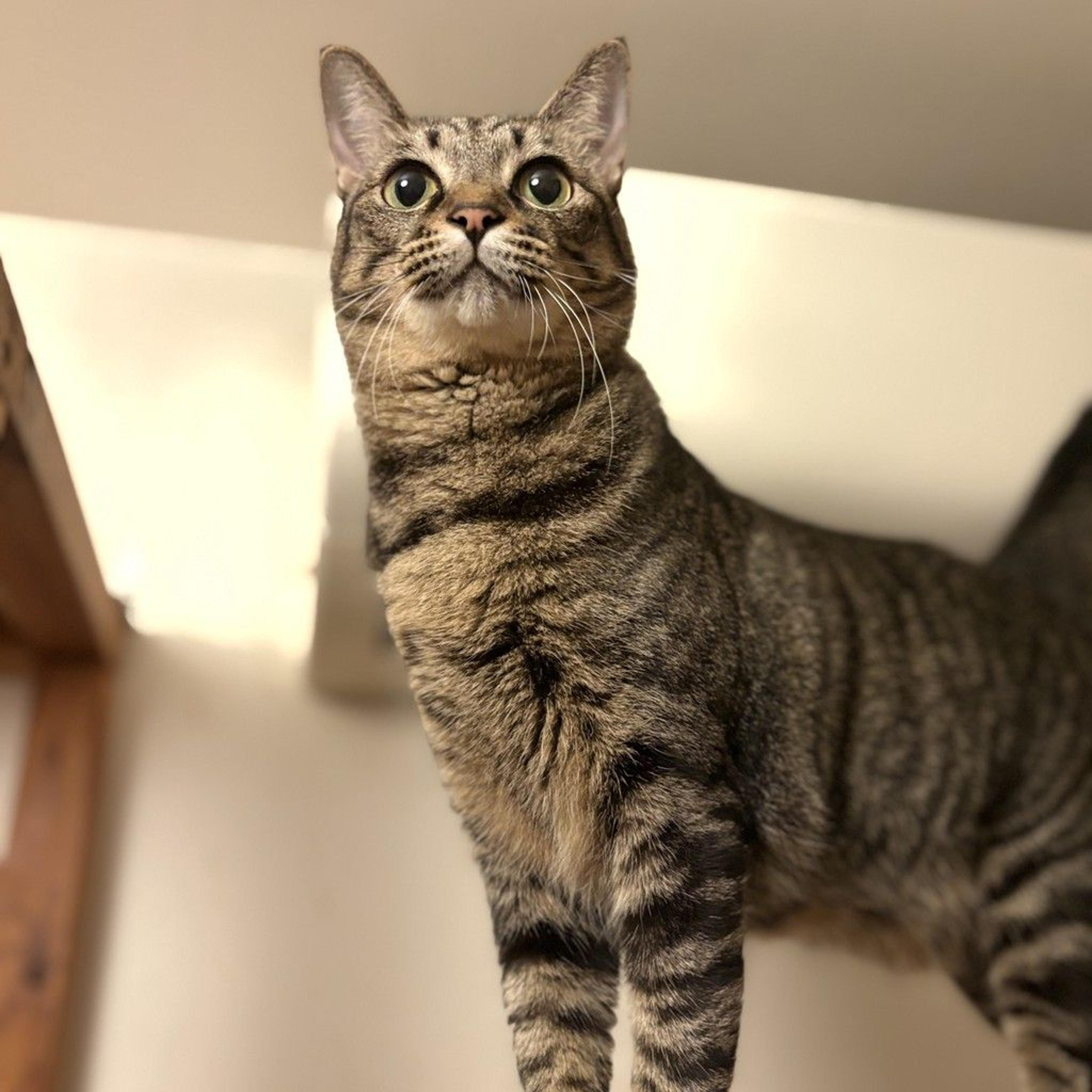 pet-image-10