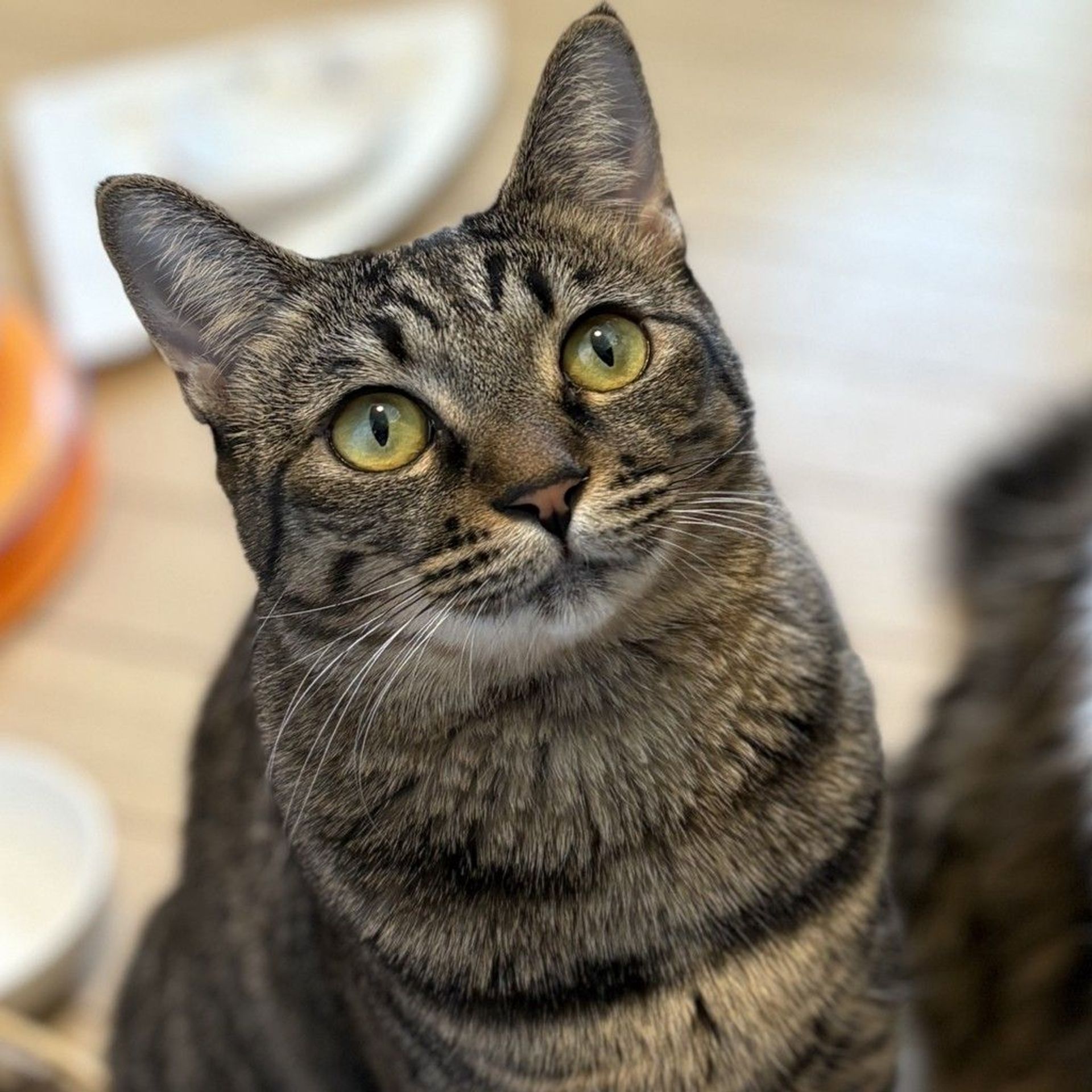 雑種（ミックス猫）・メスの里親募集の写真