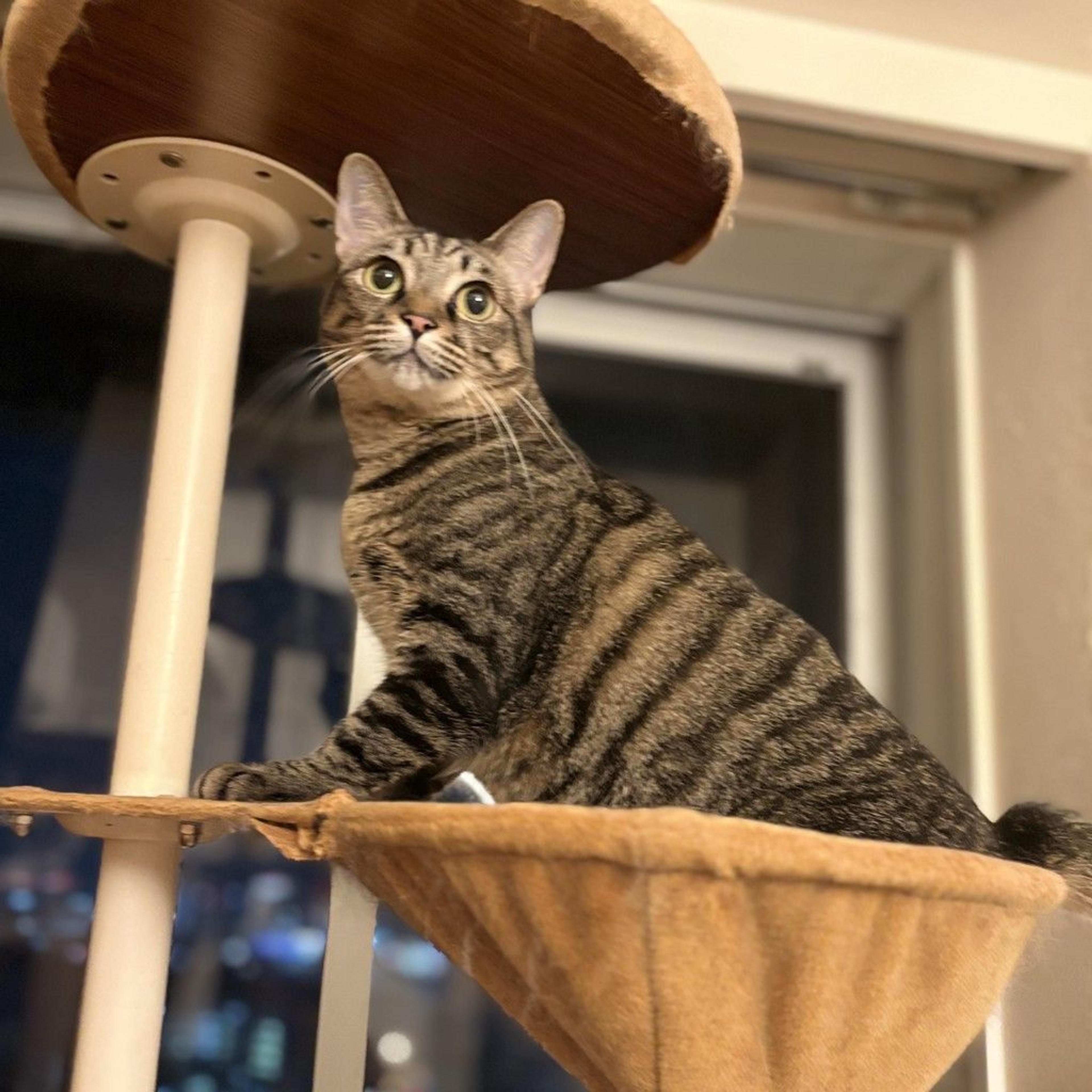 pet-image-3