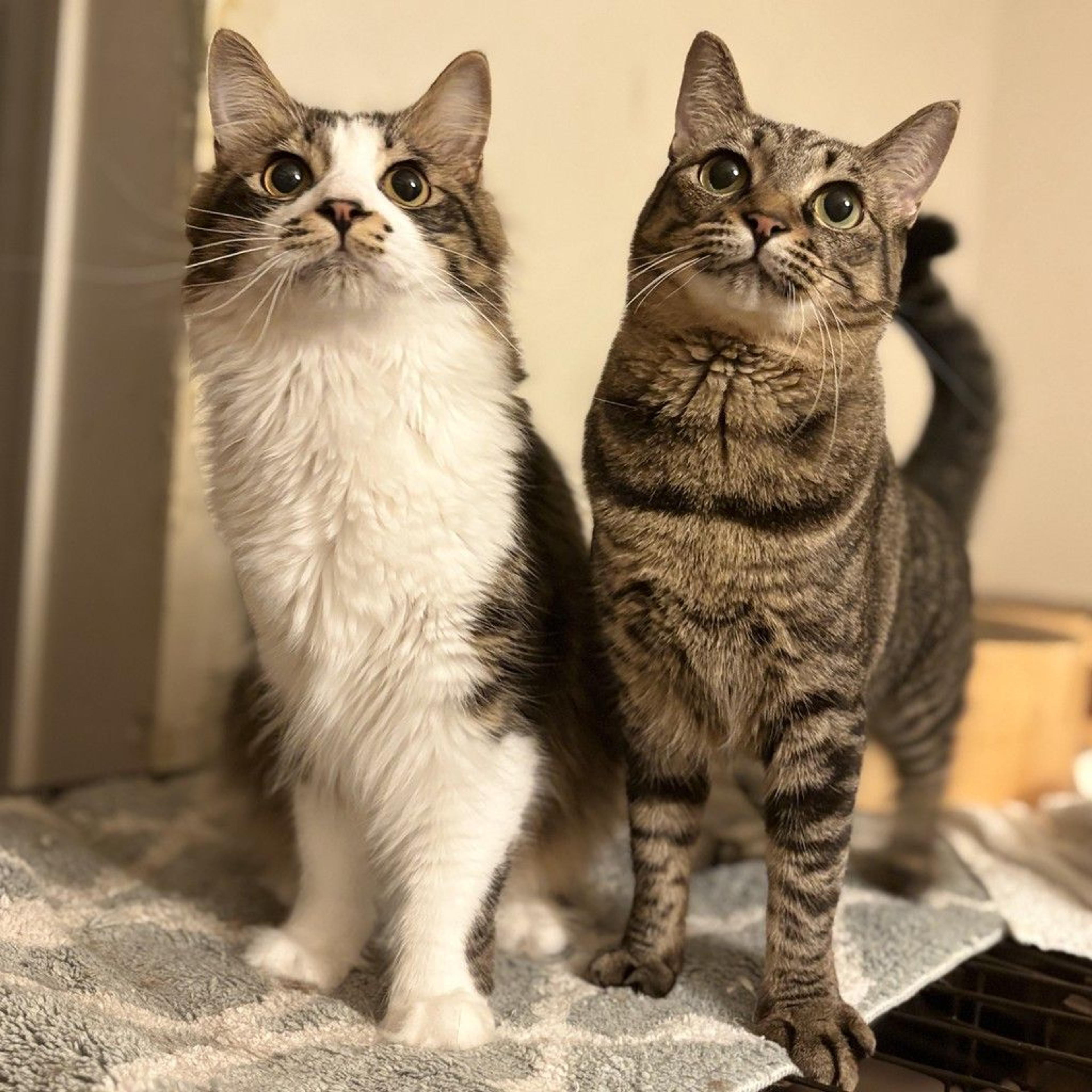 pet-image-4