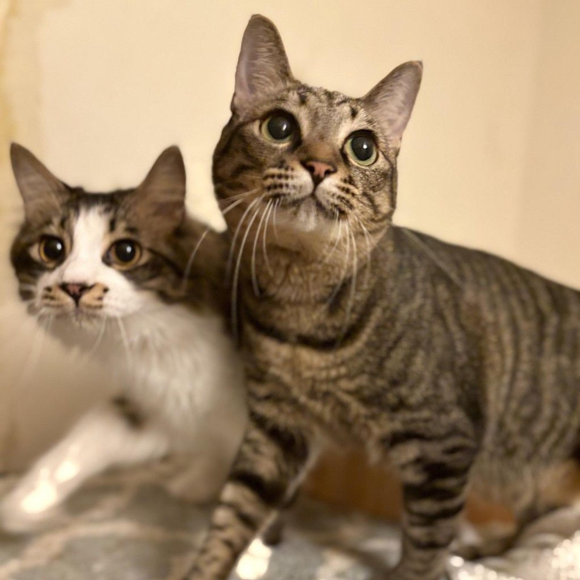 pet-image-7