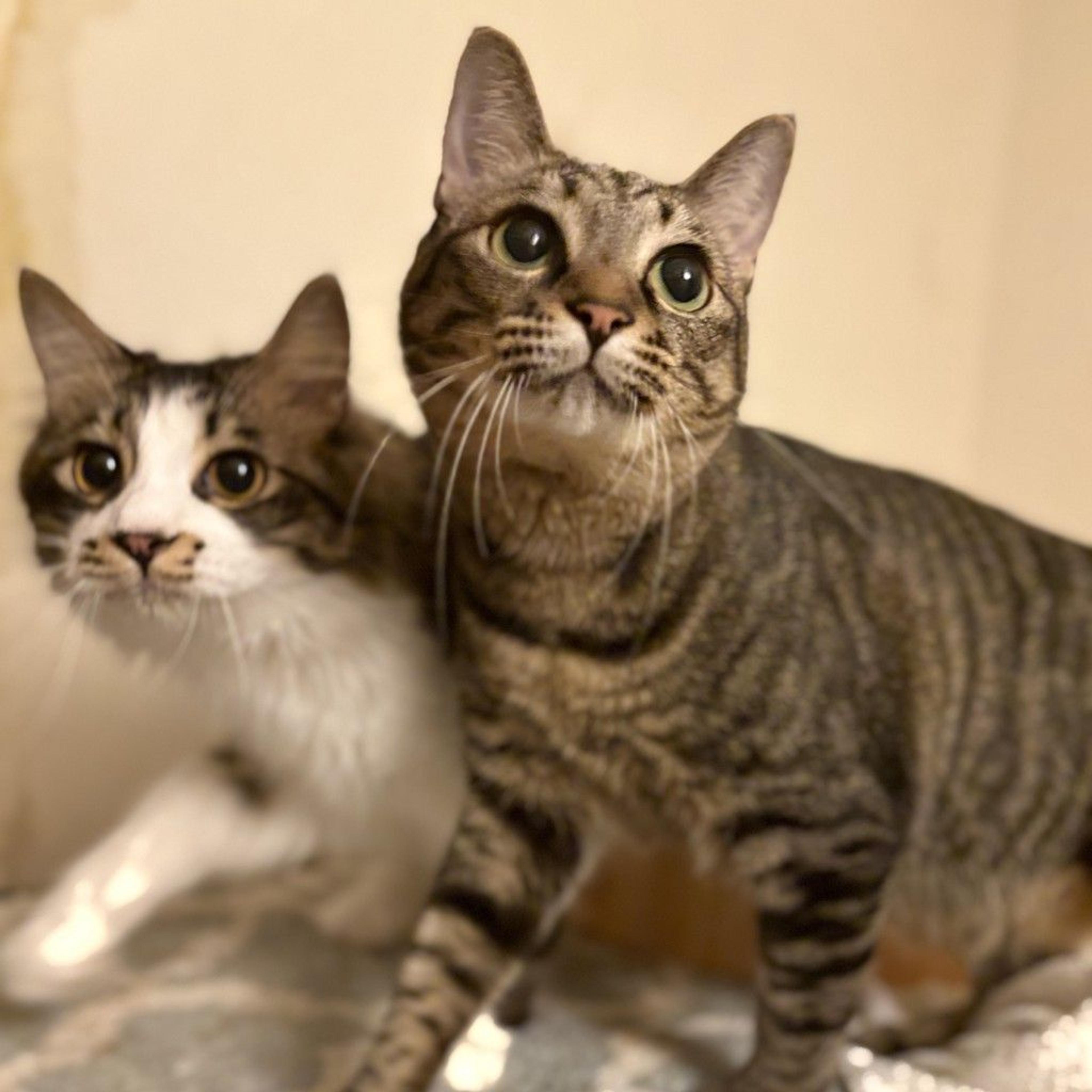 pet-image-7