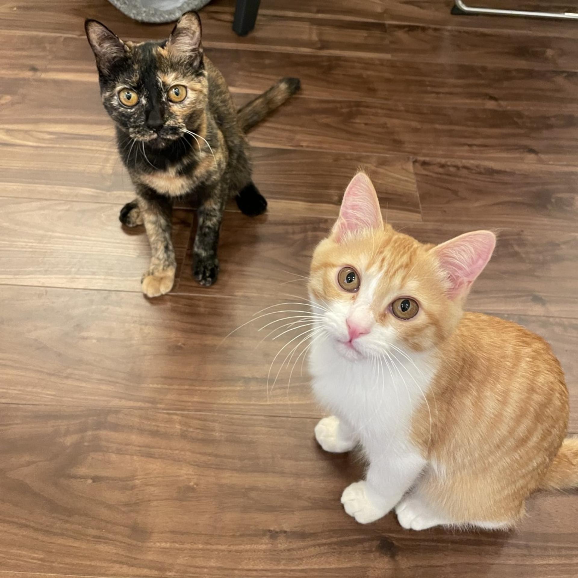 pet-image-3
