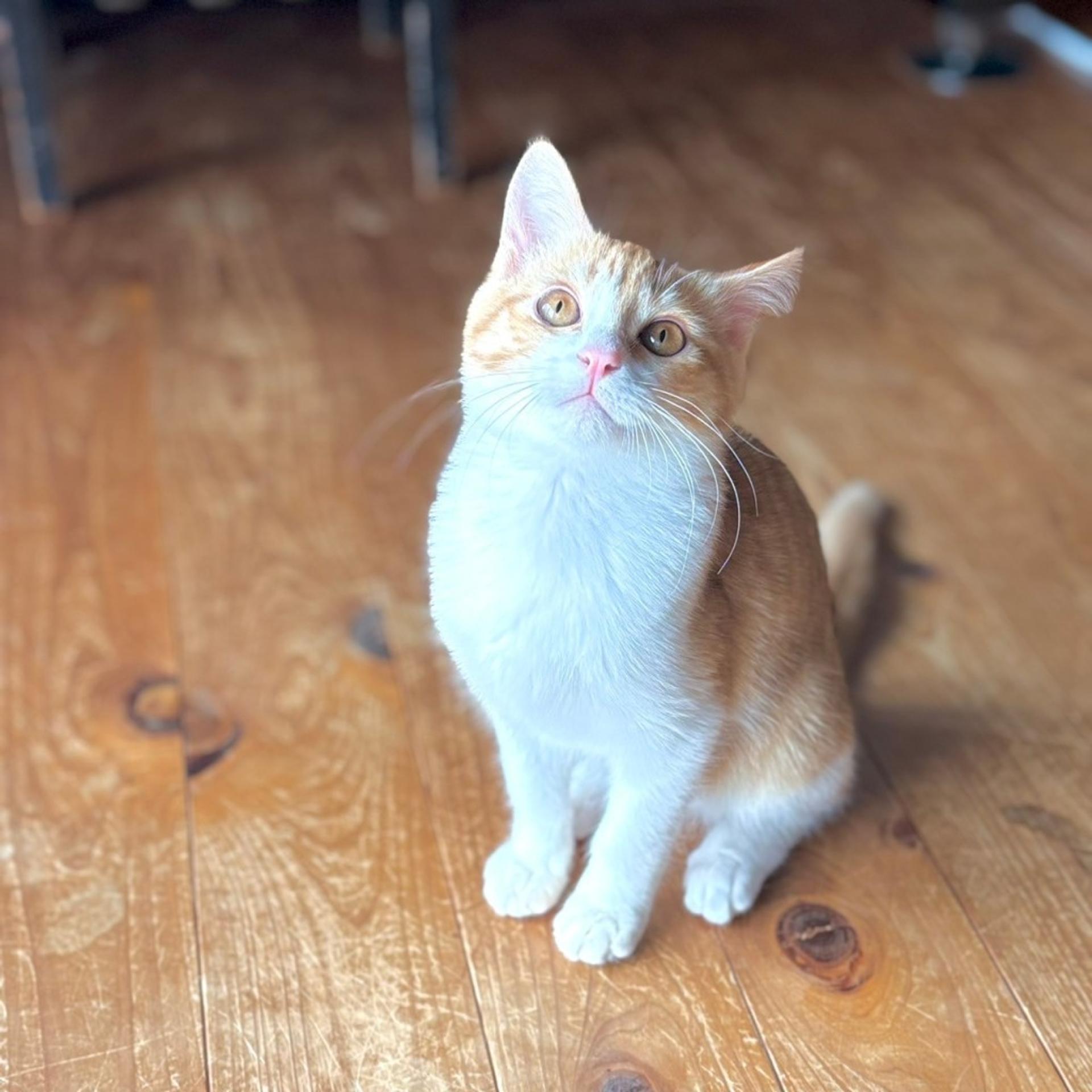 pet-image-4