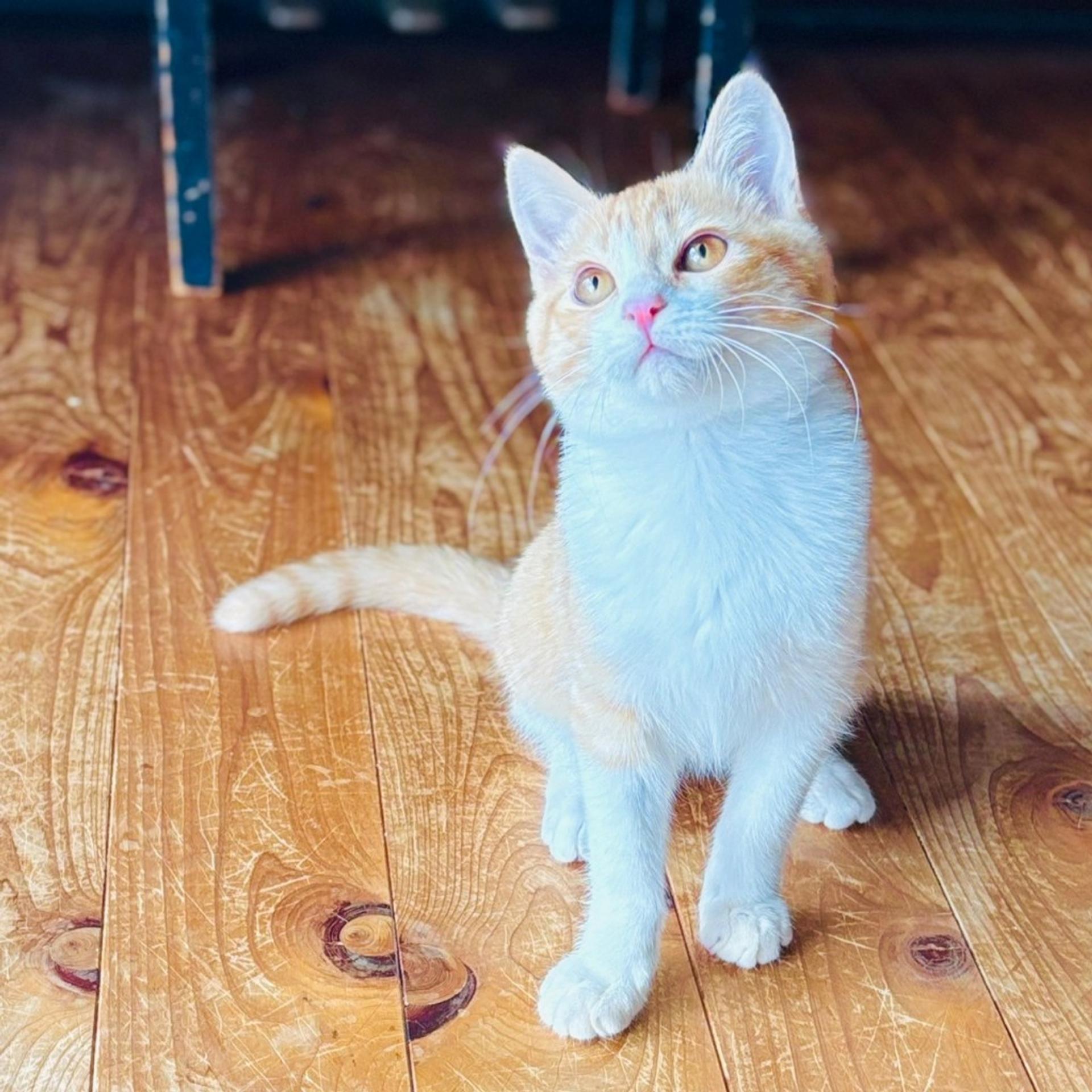 pet-image-5