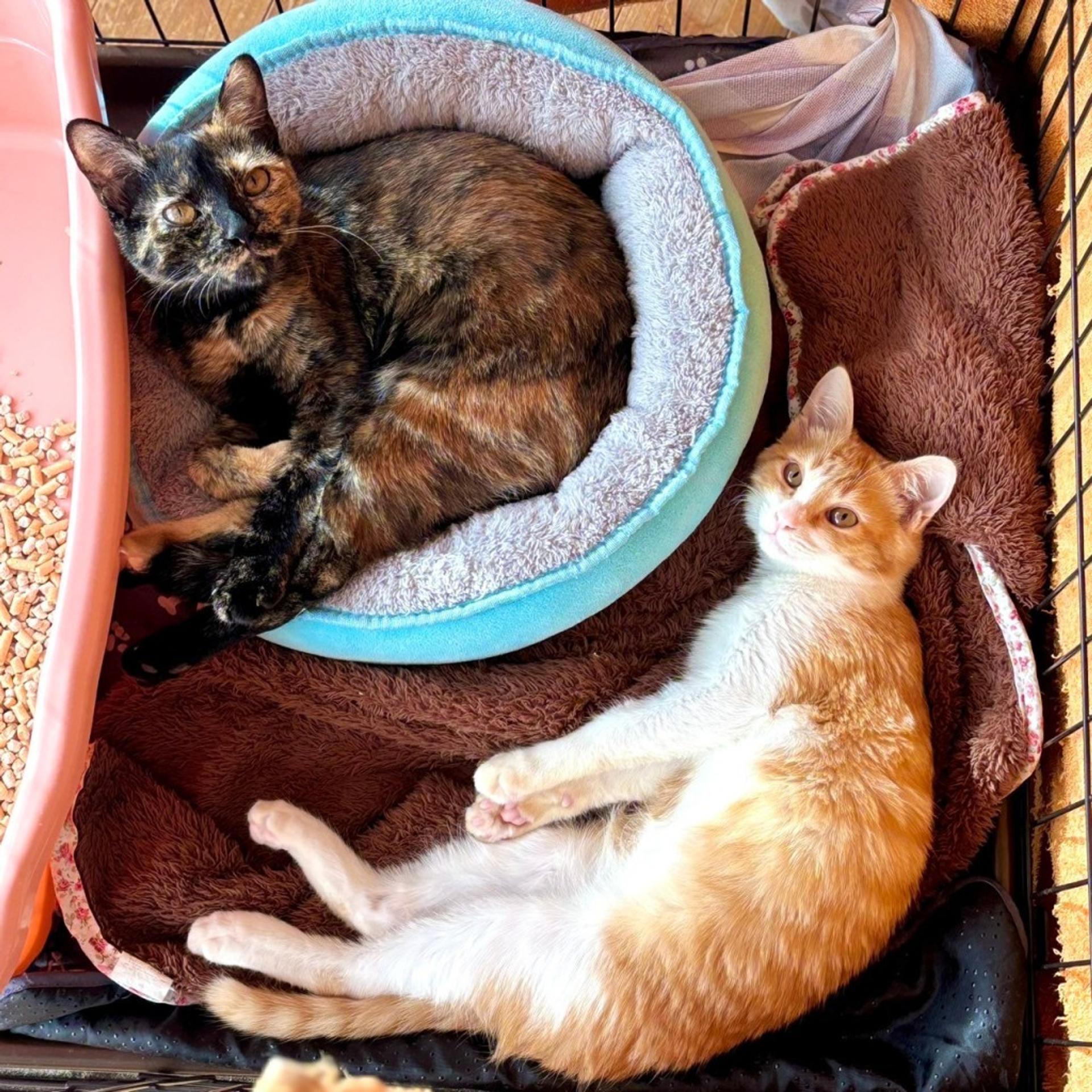 pet-image-6