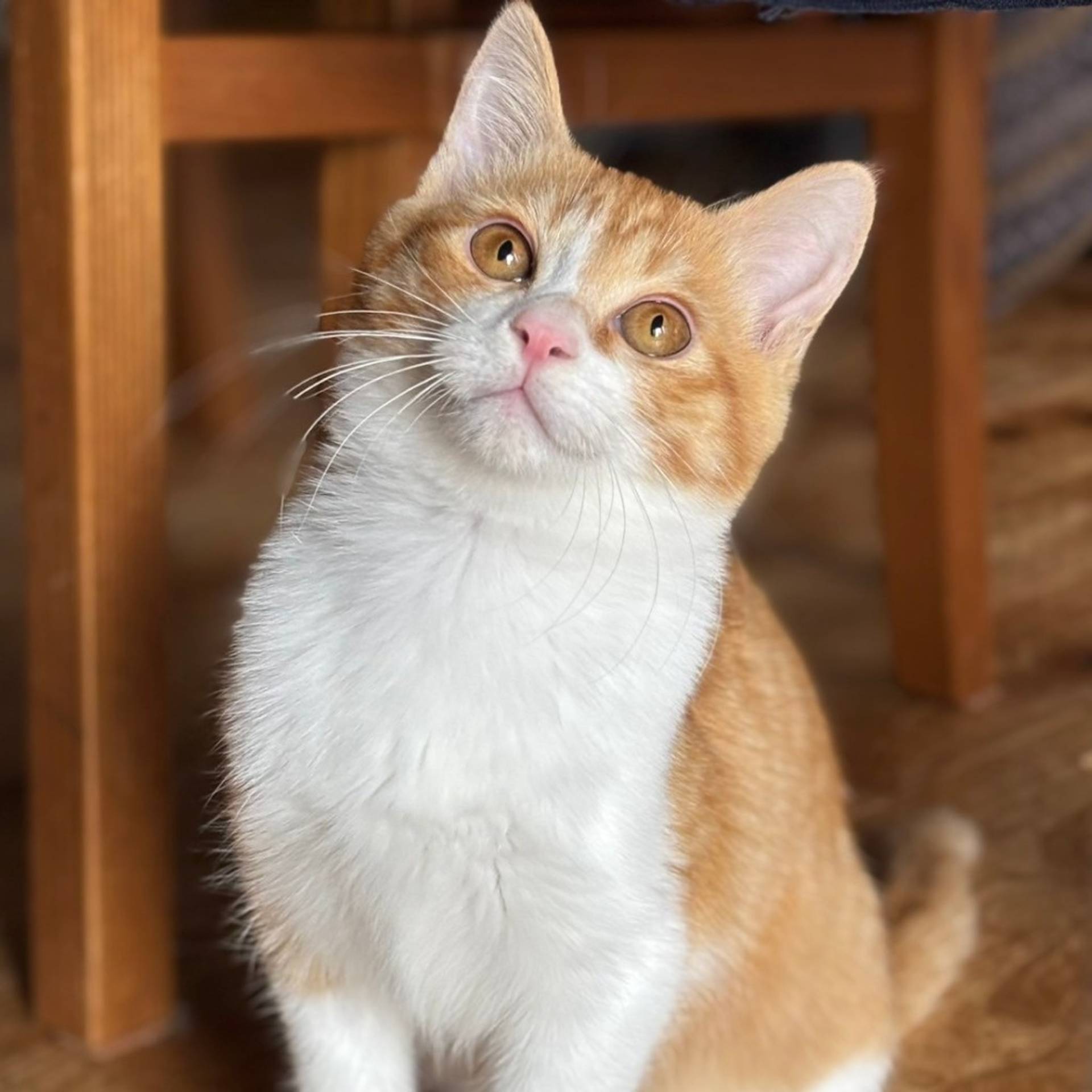 雑種（ミックス猫）・オスの里親募集の写真