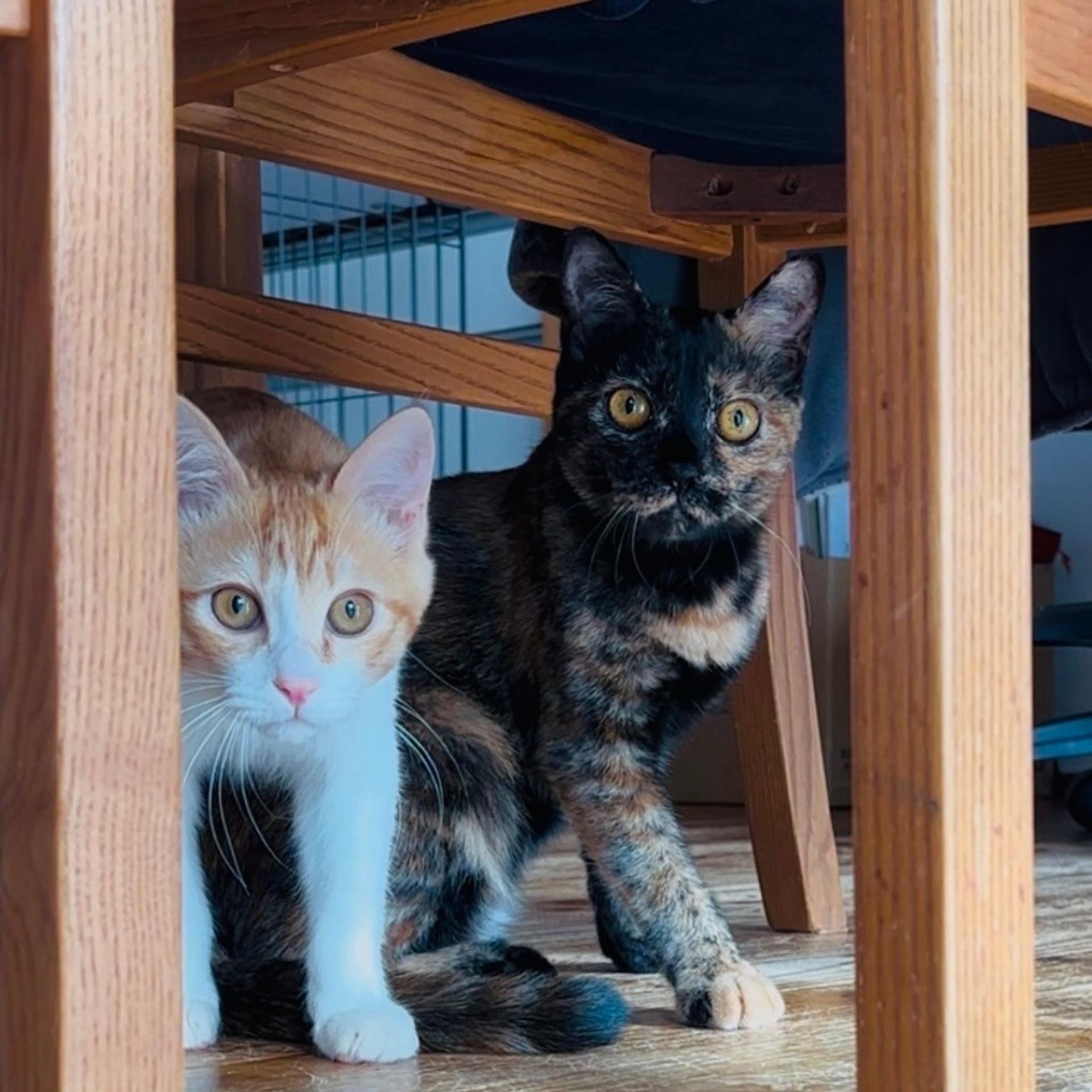 pet-image-7