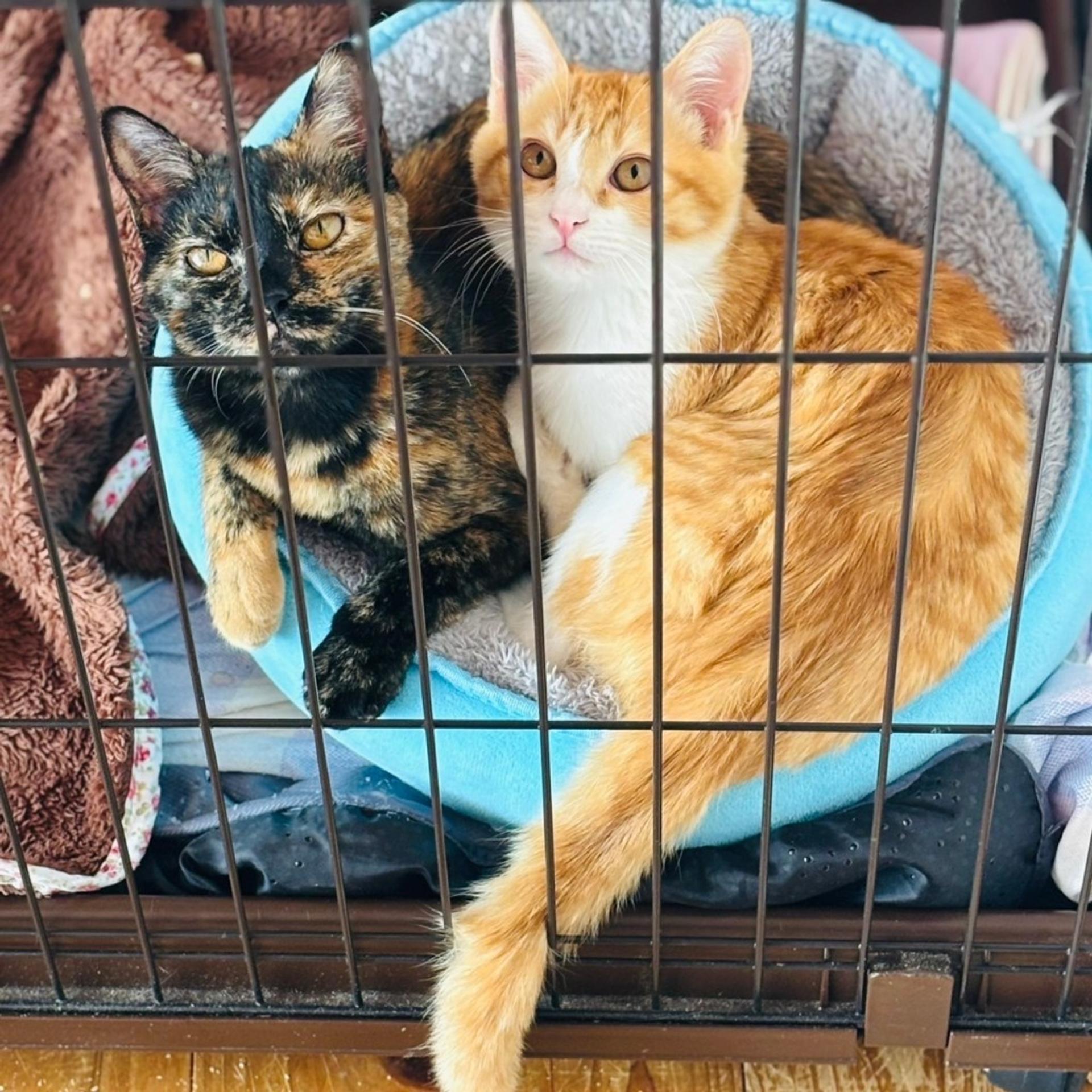 pet-image-8