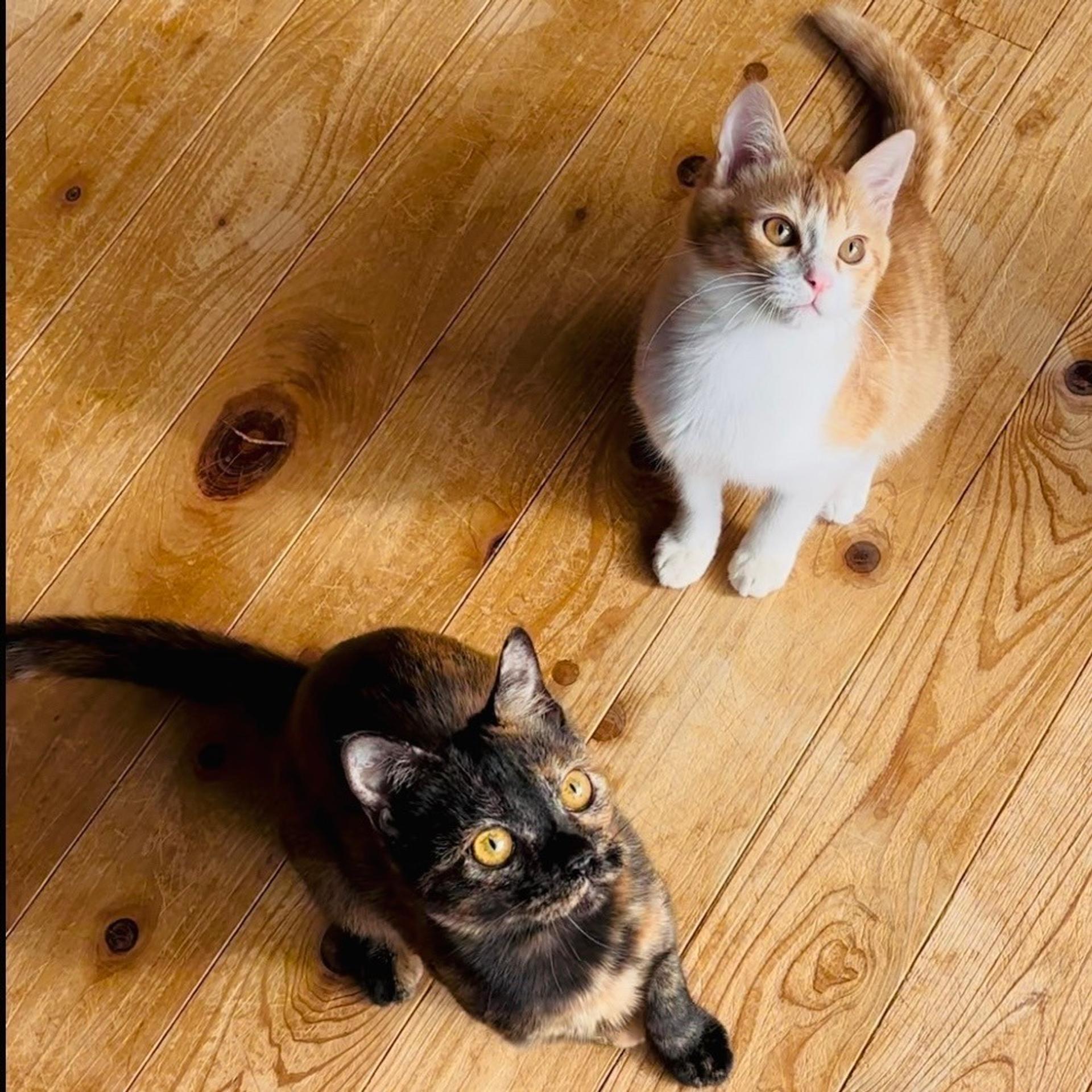 pet-image-9