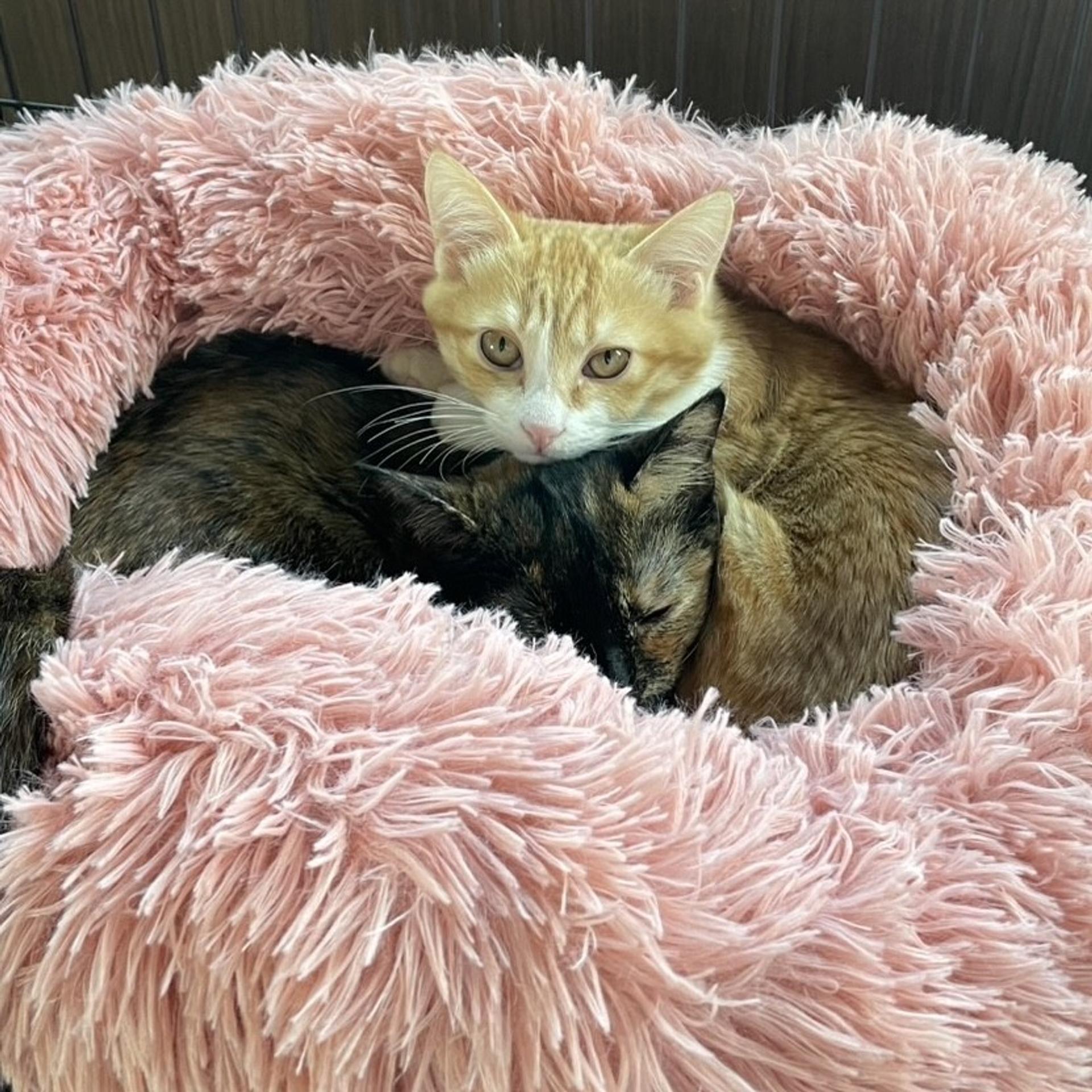 pet-image-10