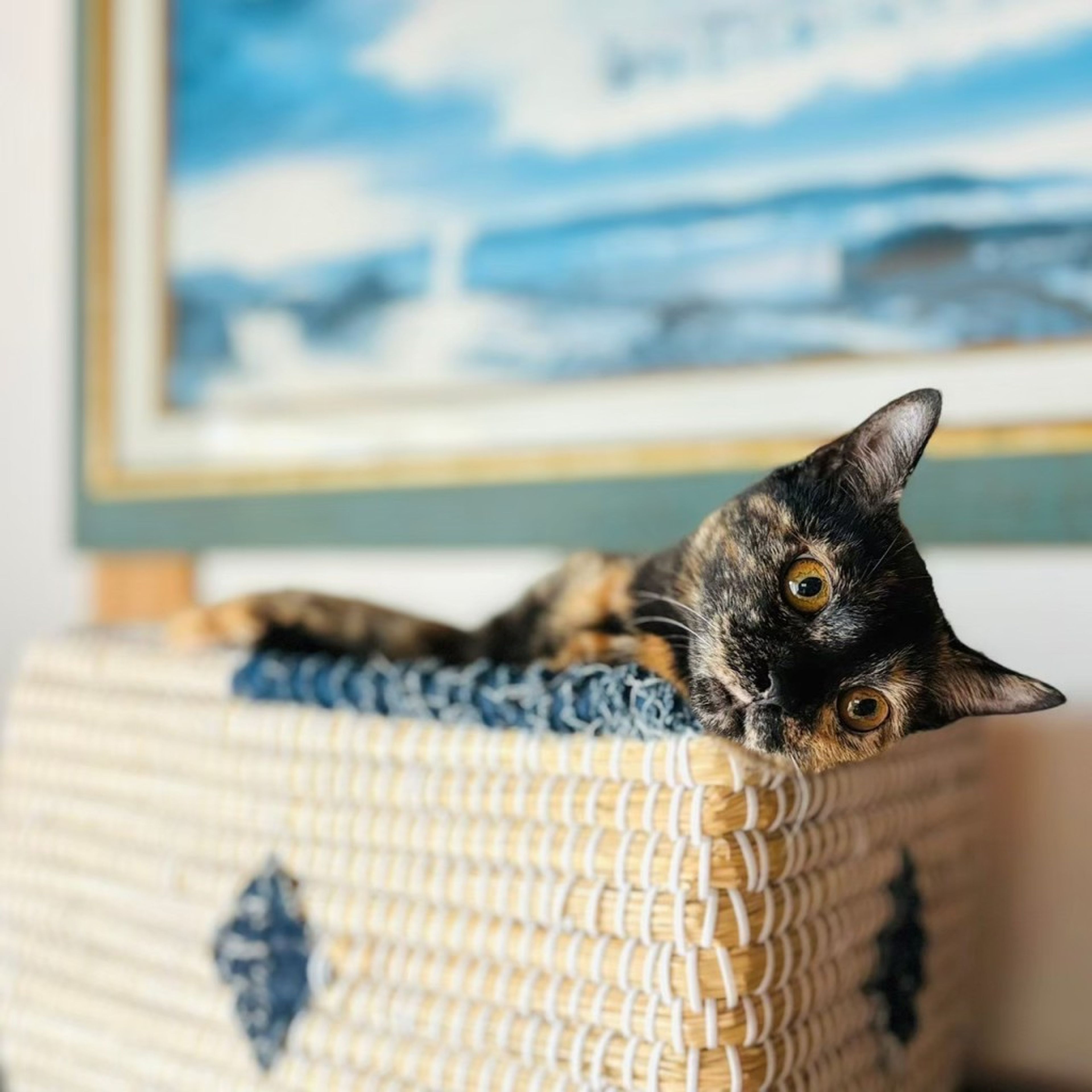 pet-image-7