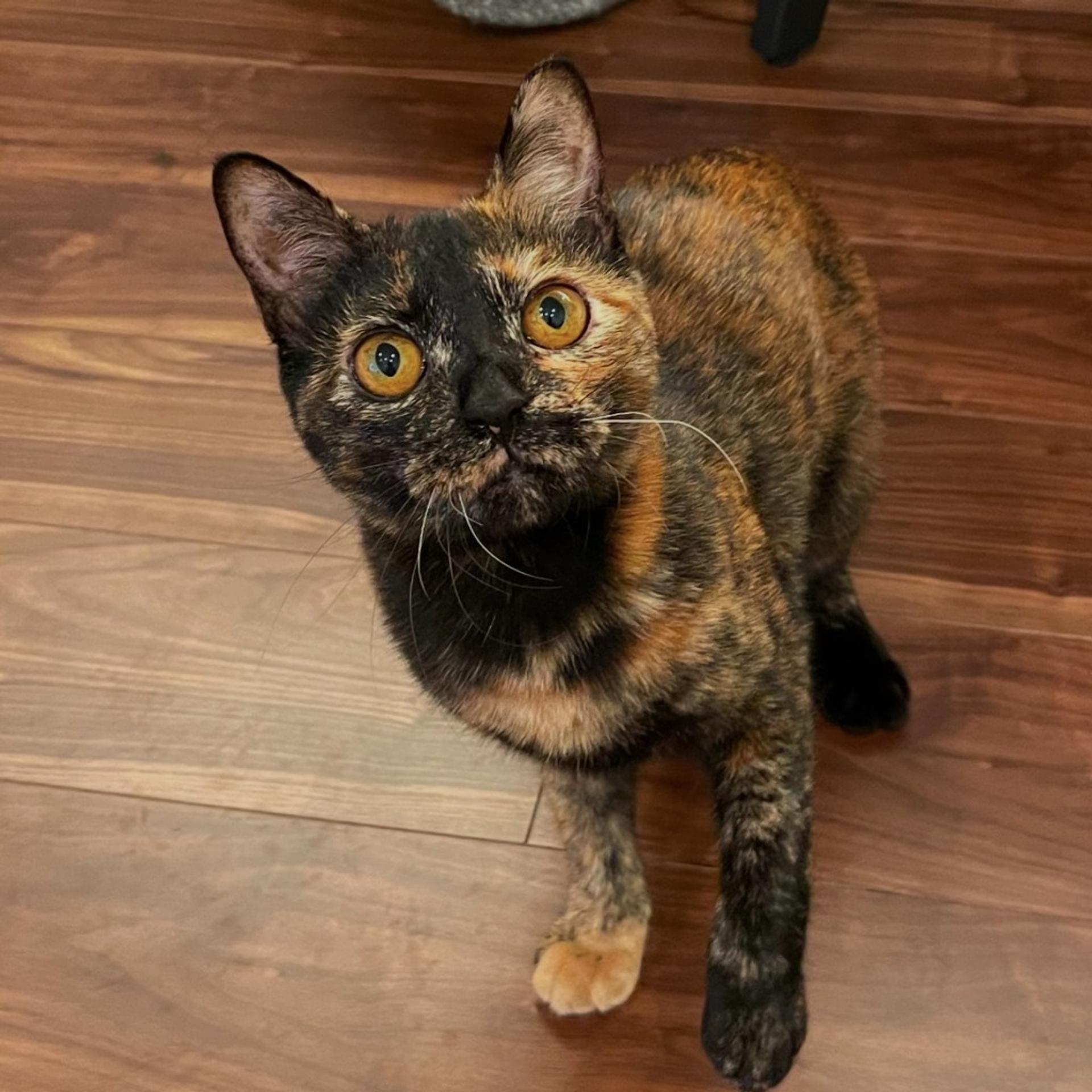 pet-image-8
