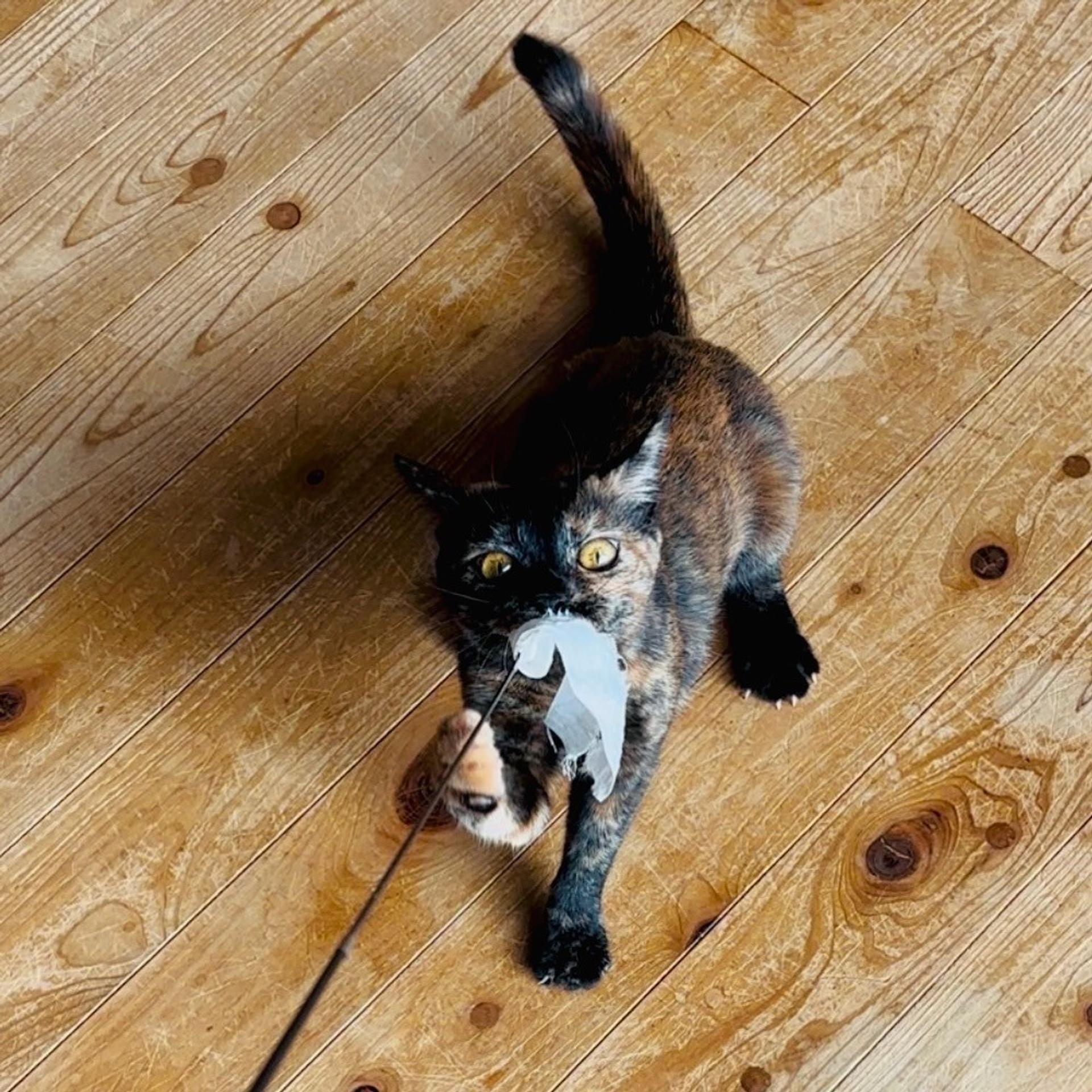 pet-image-9