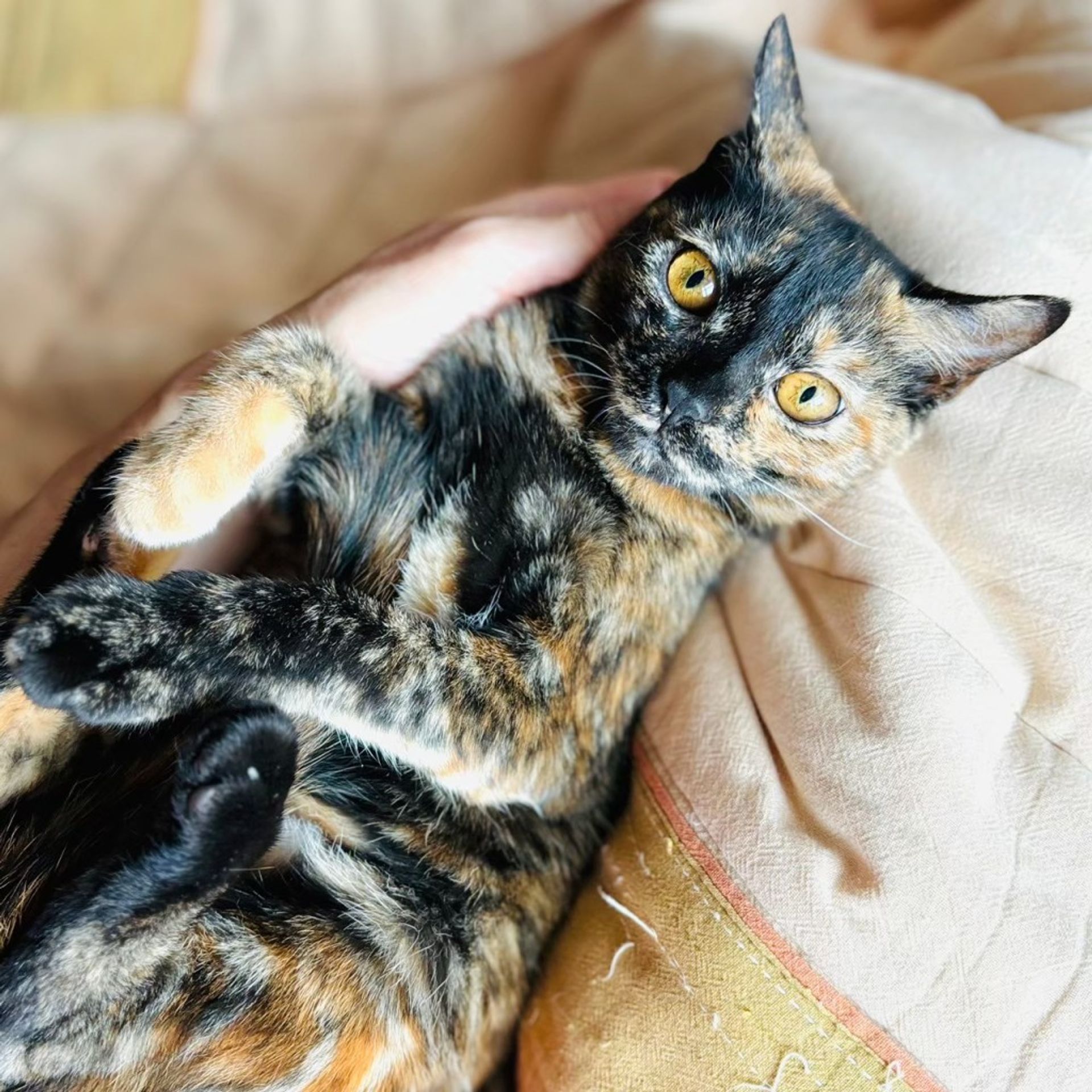 雑種（ミックス猫）・メスの里親募集の写真