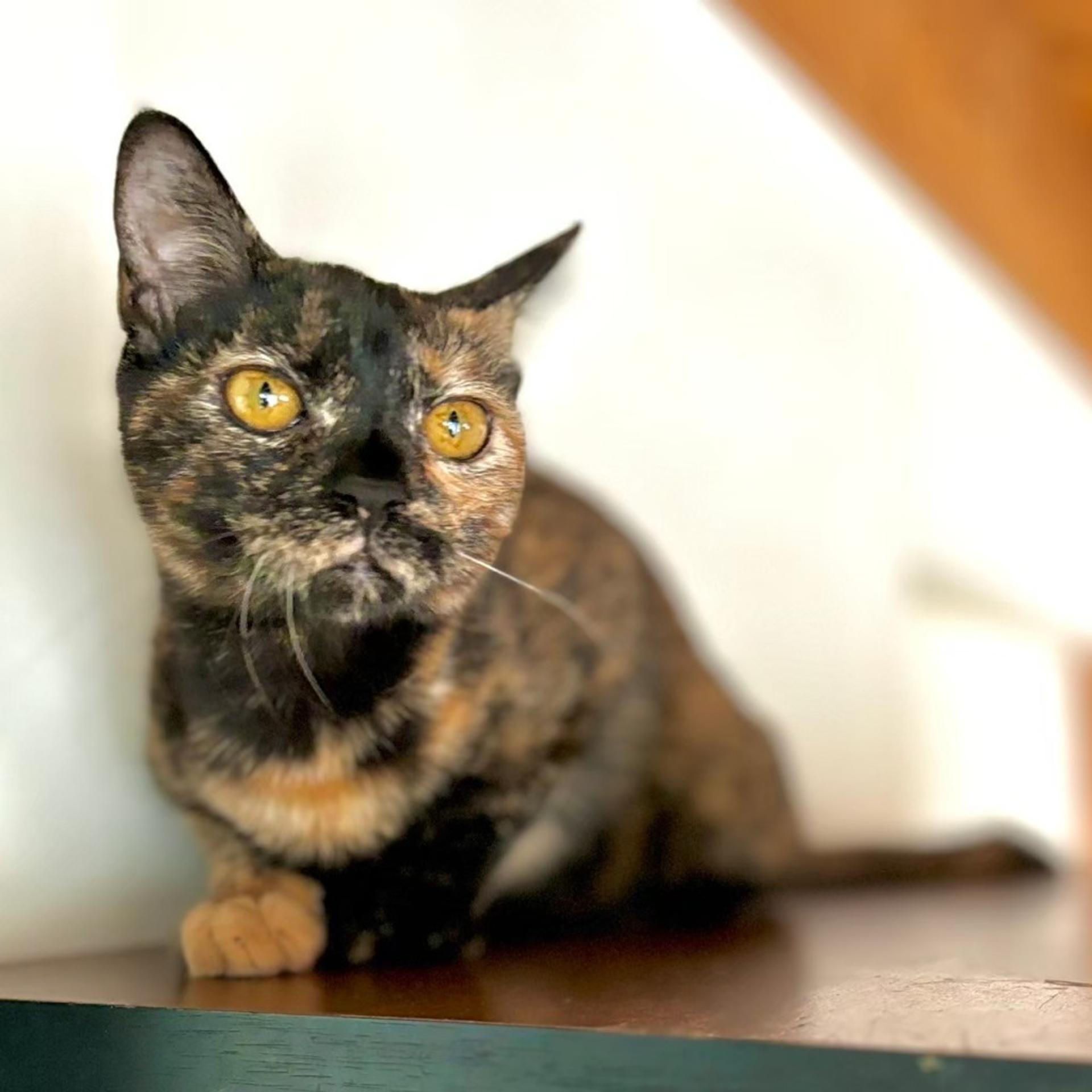 pet-image-3