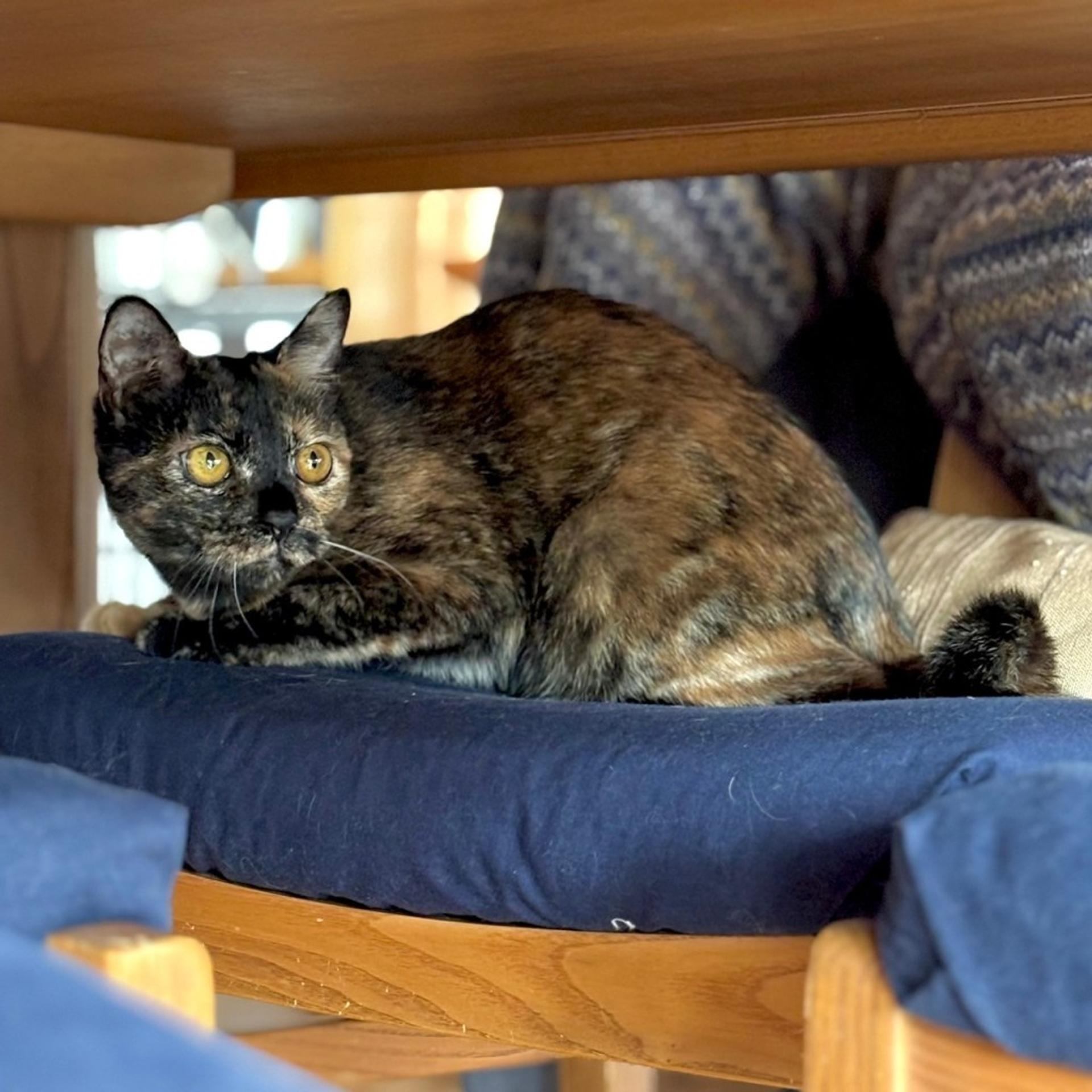 pet-image-4