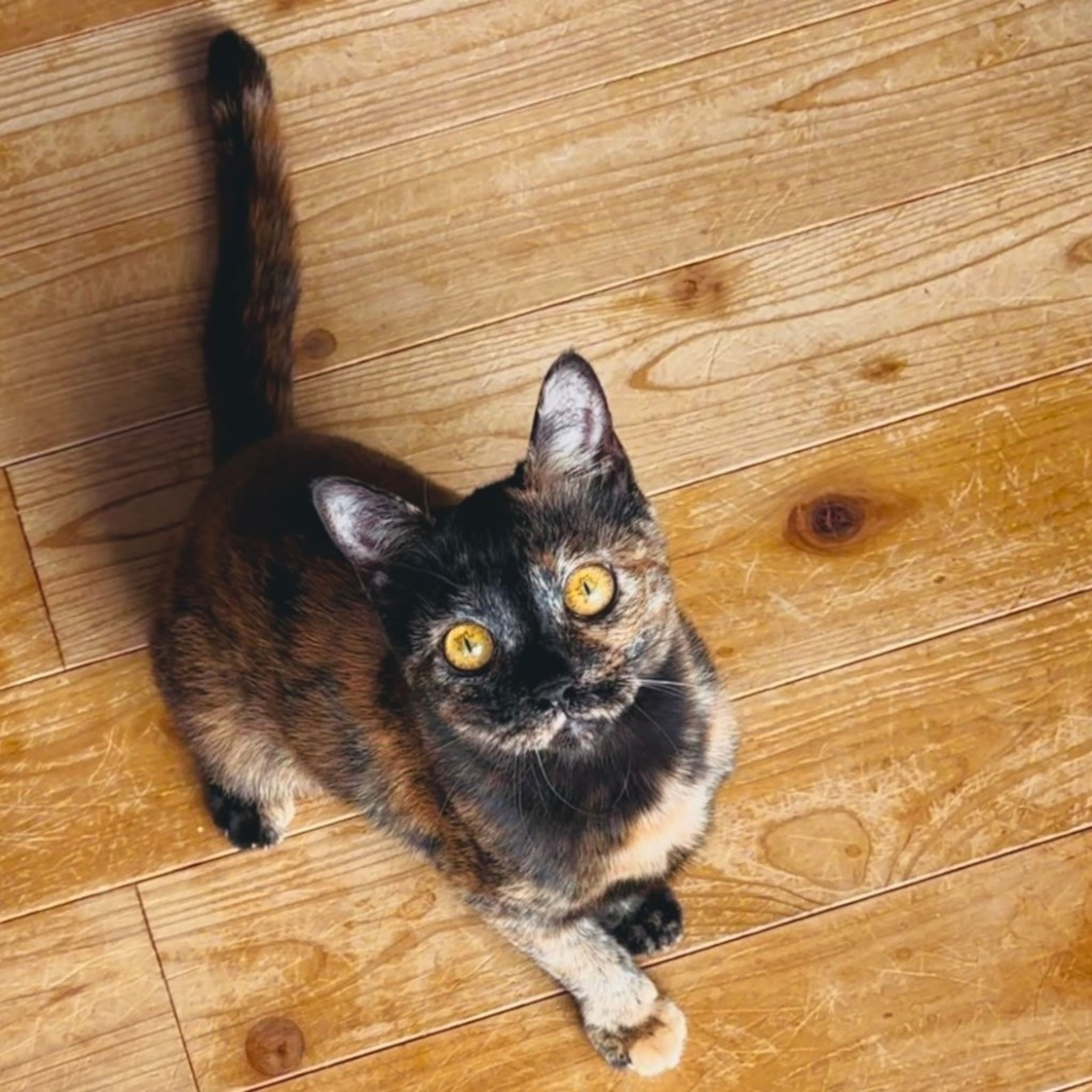 pet-image-5
