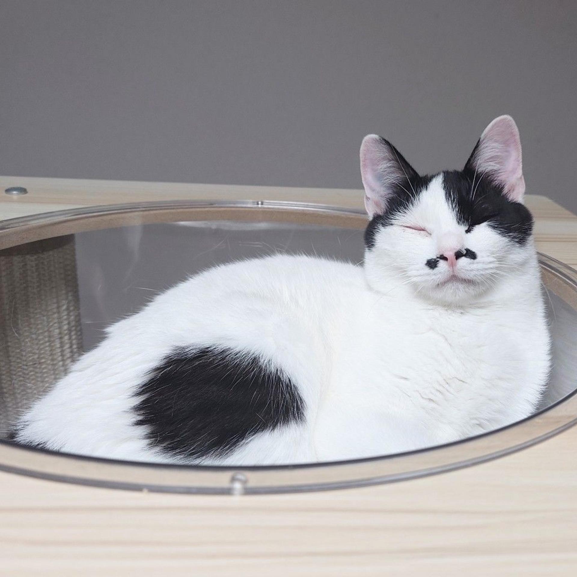 pet-image-4