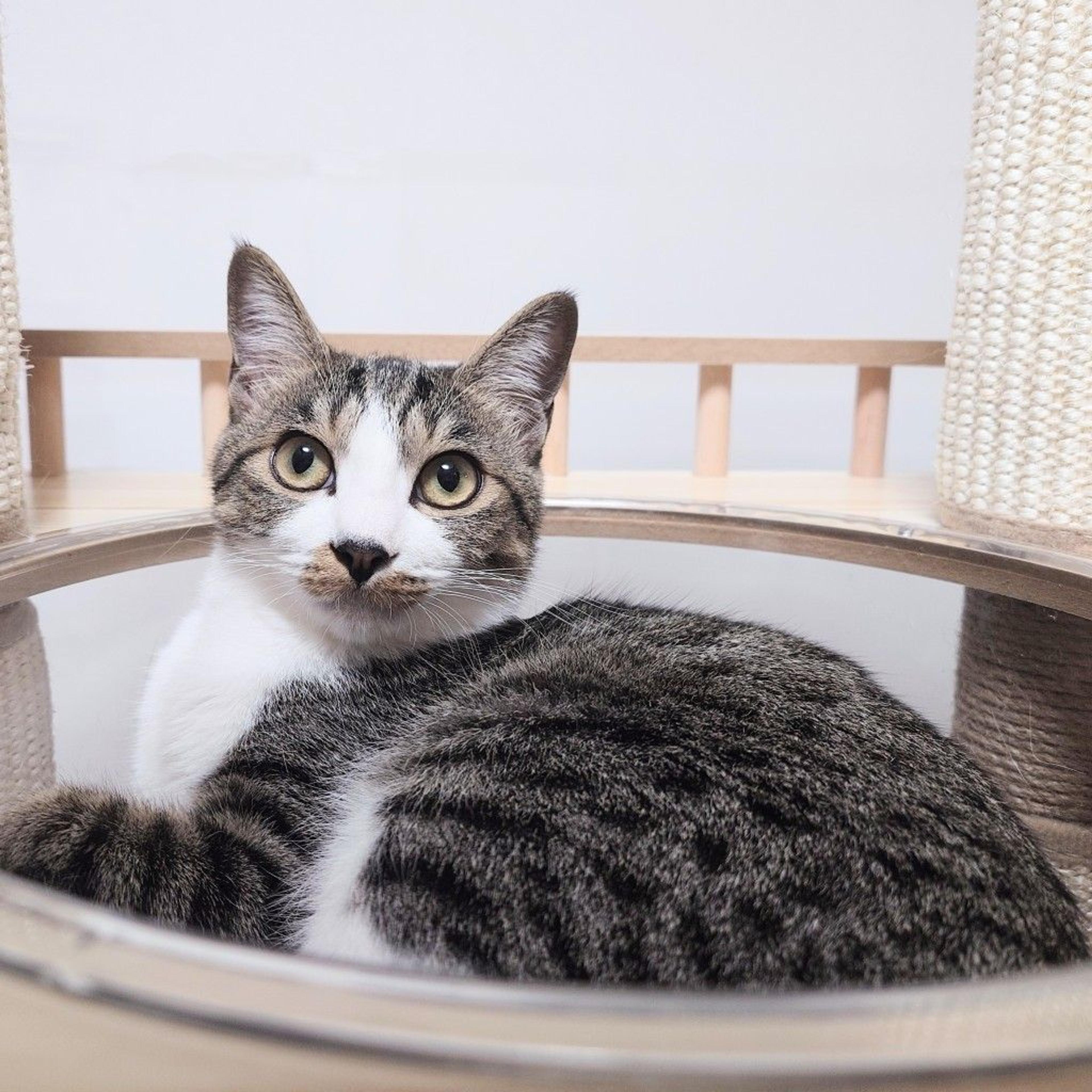 pet-image-2