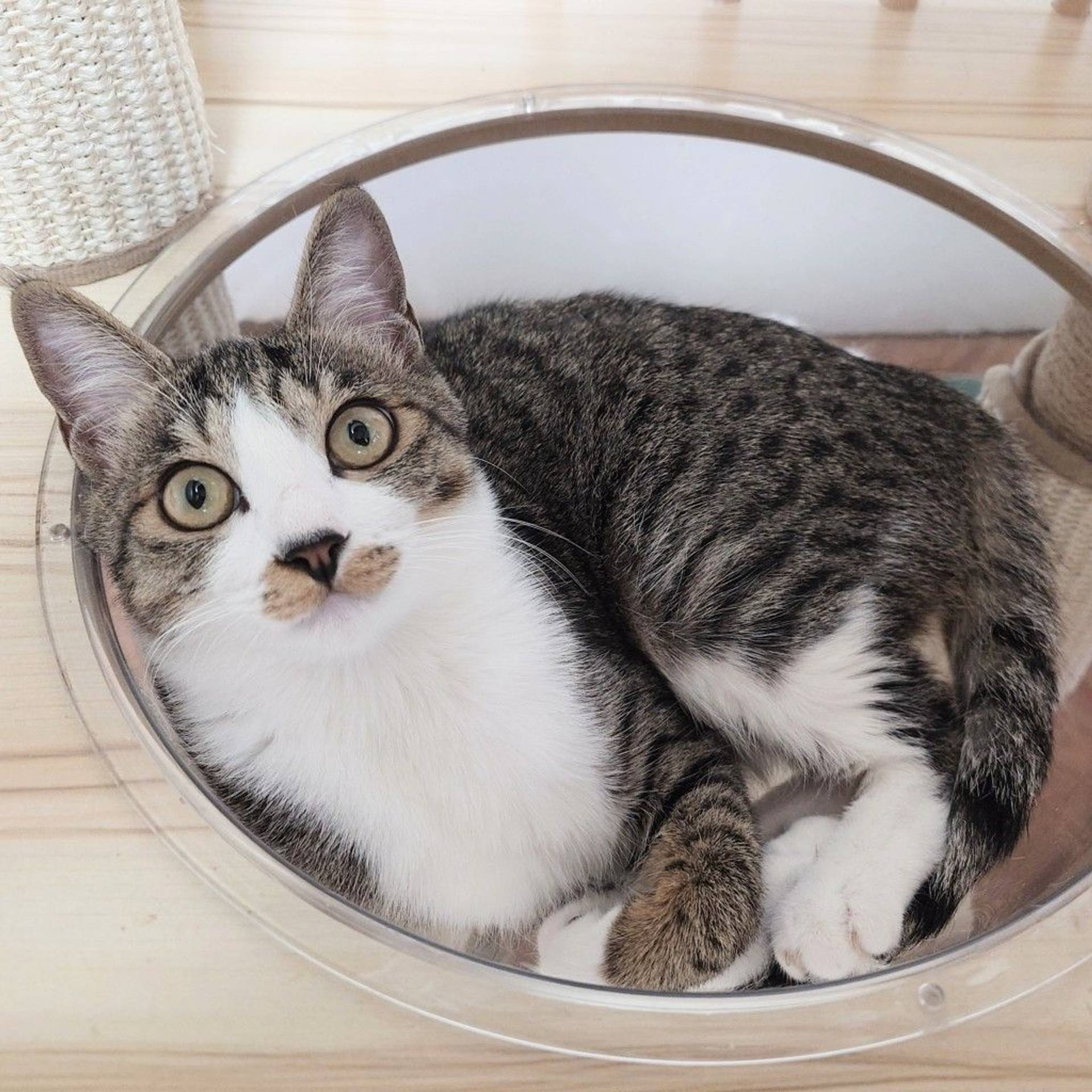 雑種（ミックス猫）・メスの里親募集の写真