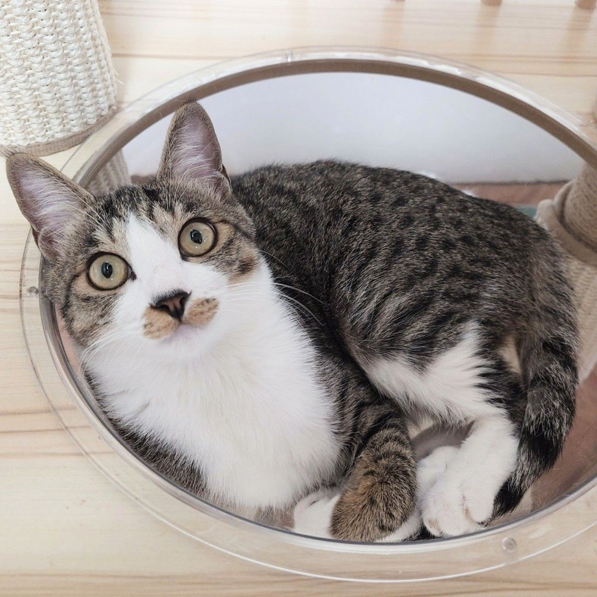 雑種（ミックス猫）・メスの里親募集の写真