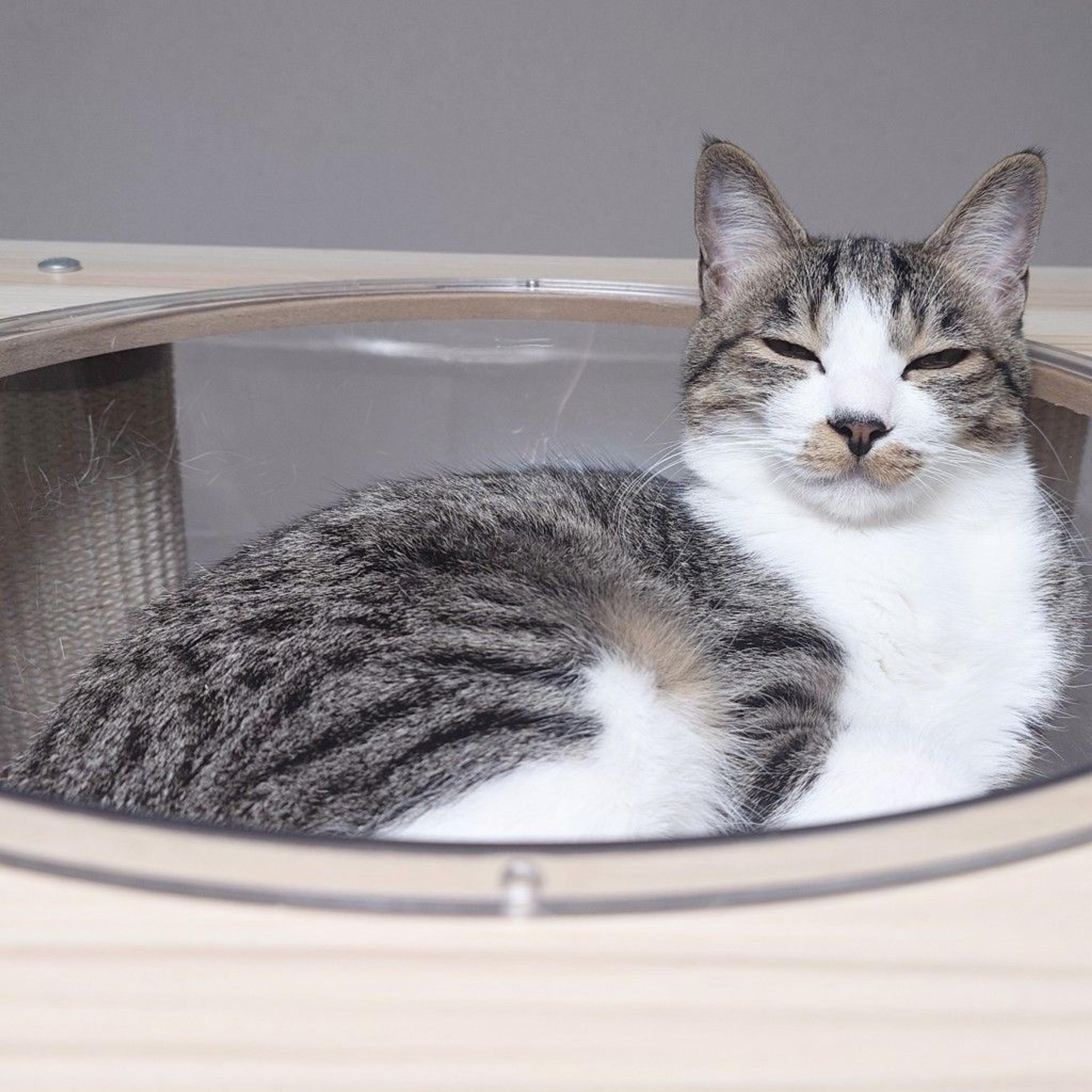 pet-image-3