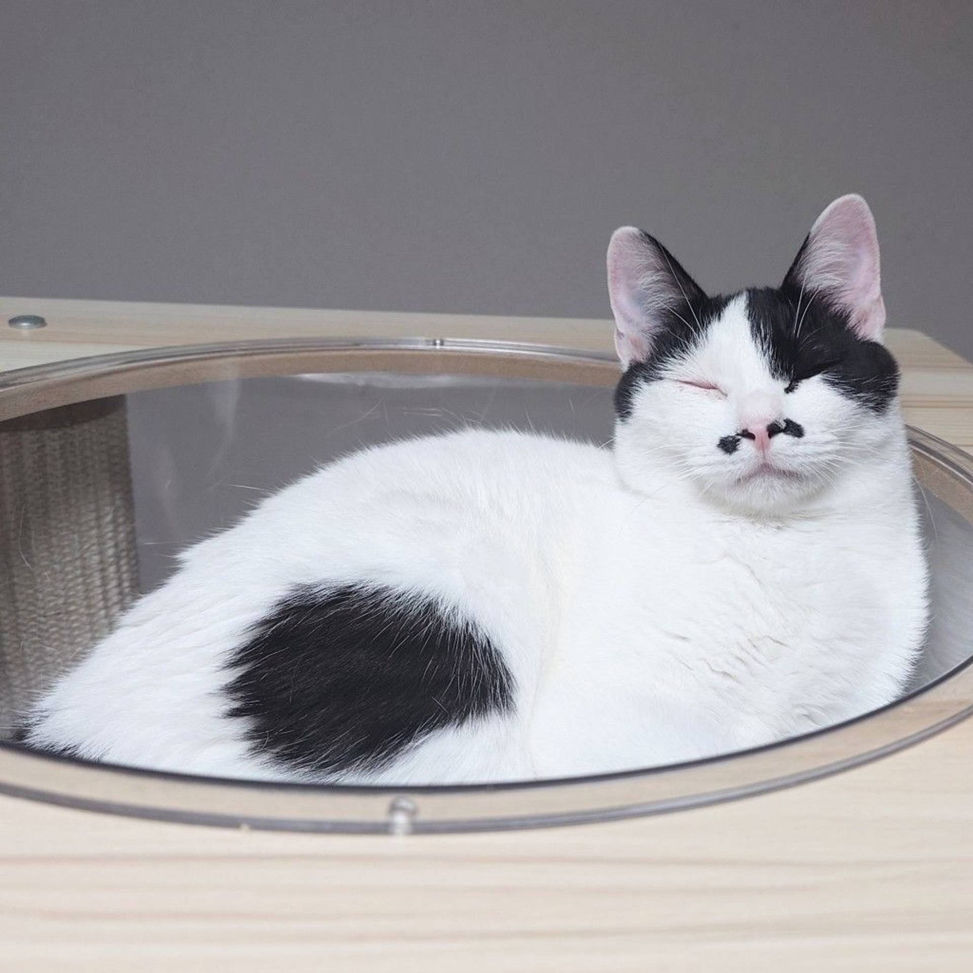 雑種（ミックス猫）・メスの里親募集の写真