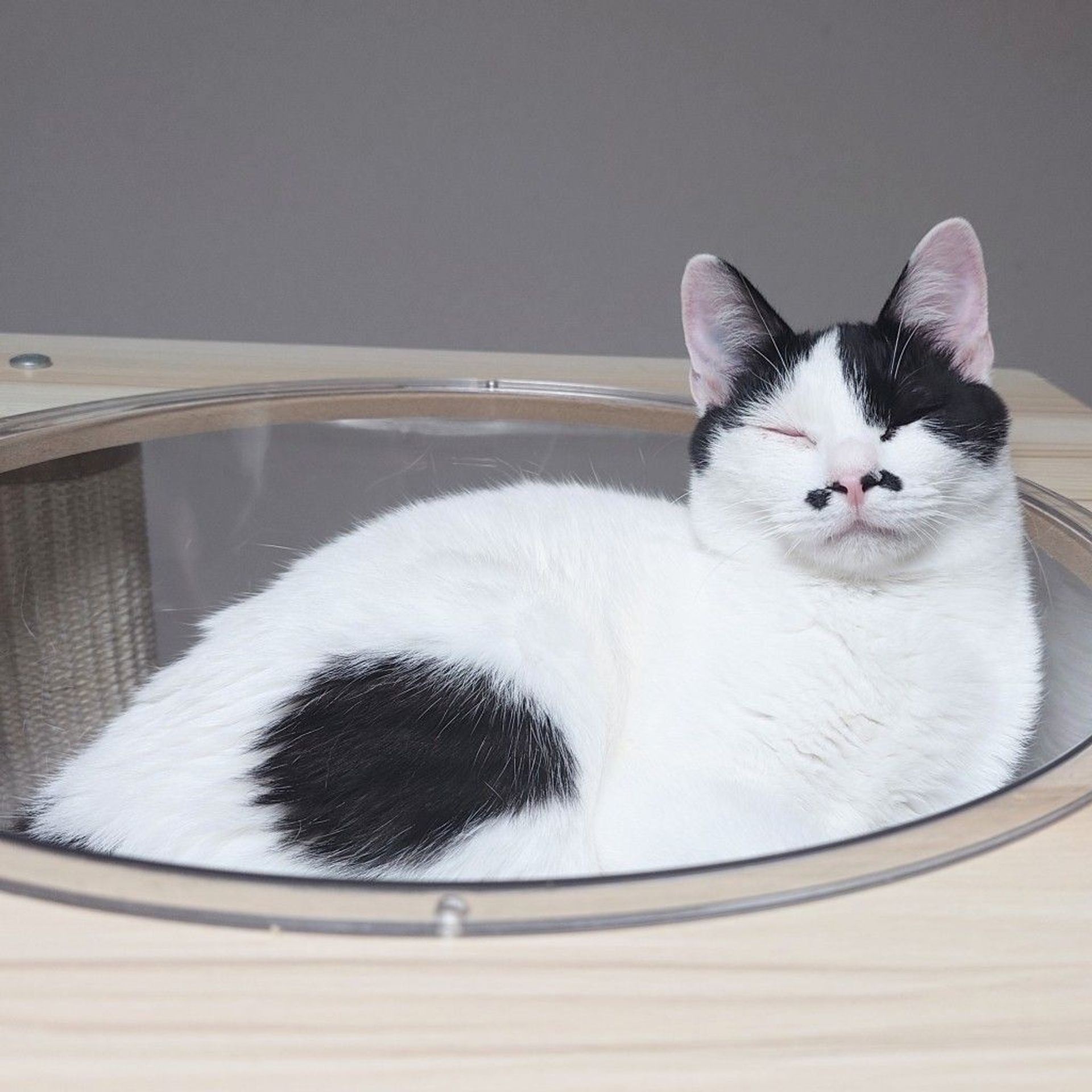 雑種（ミックス猫）・メスの里親募集の写真