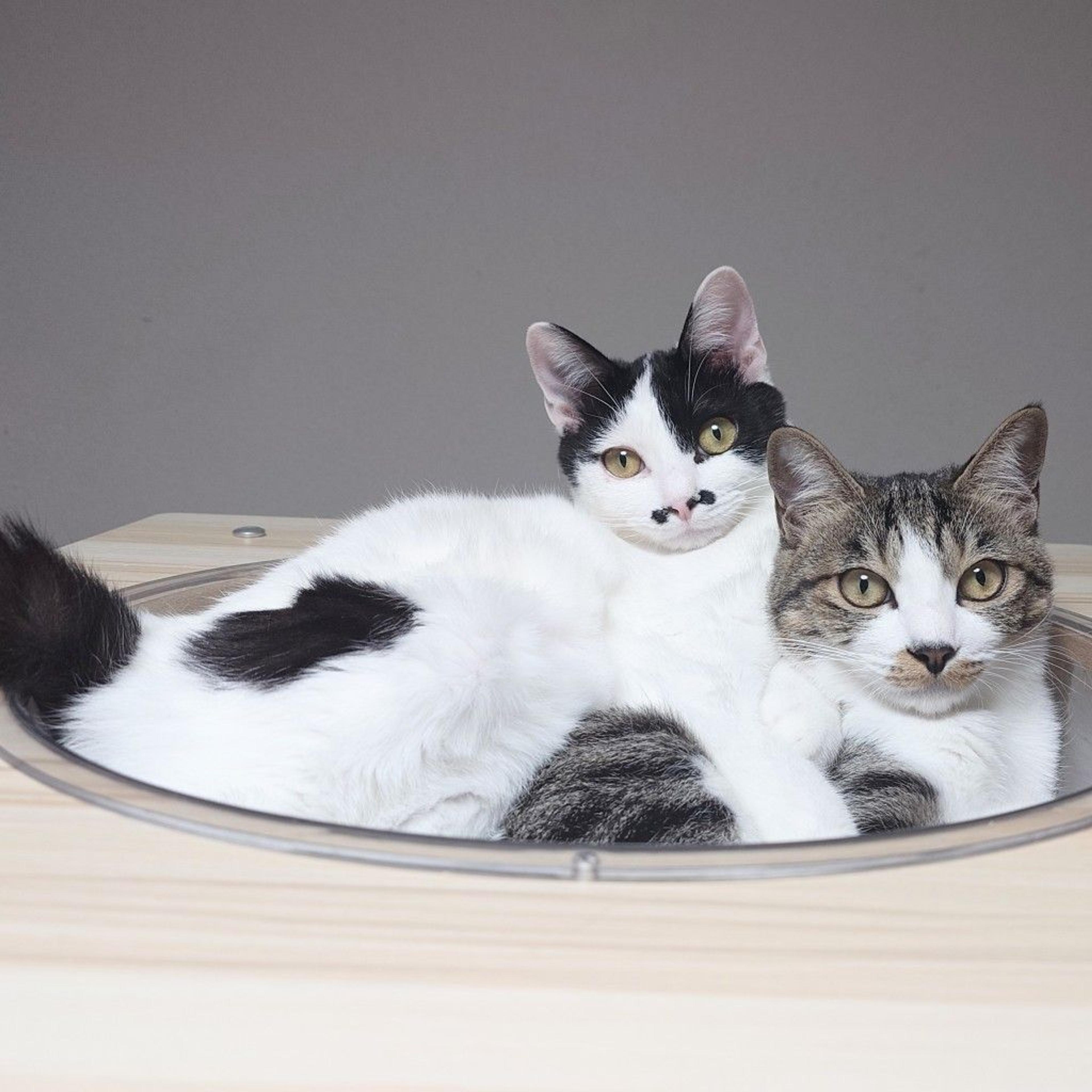 pet-image-2