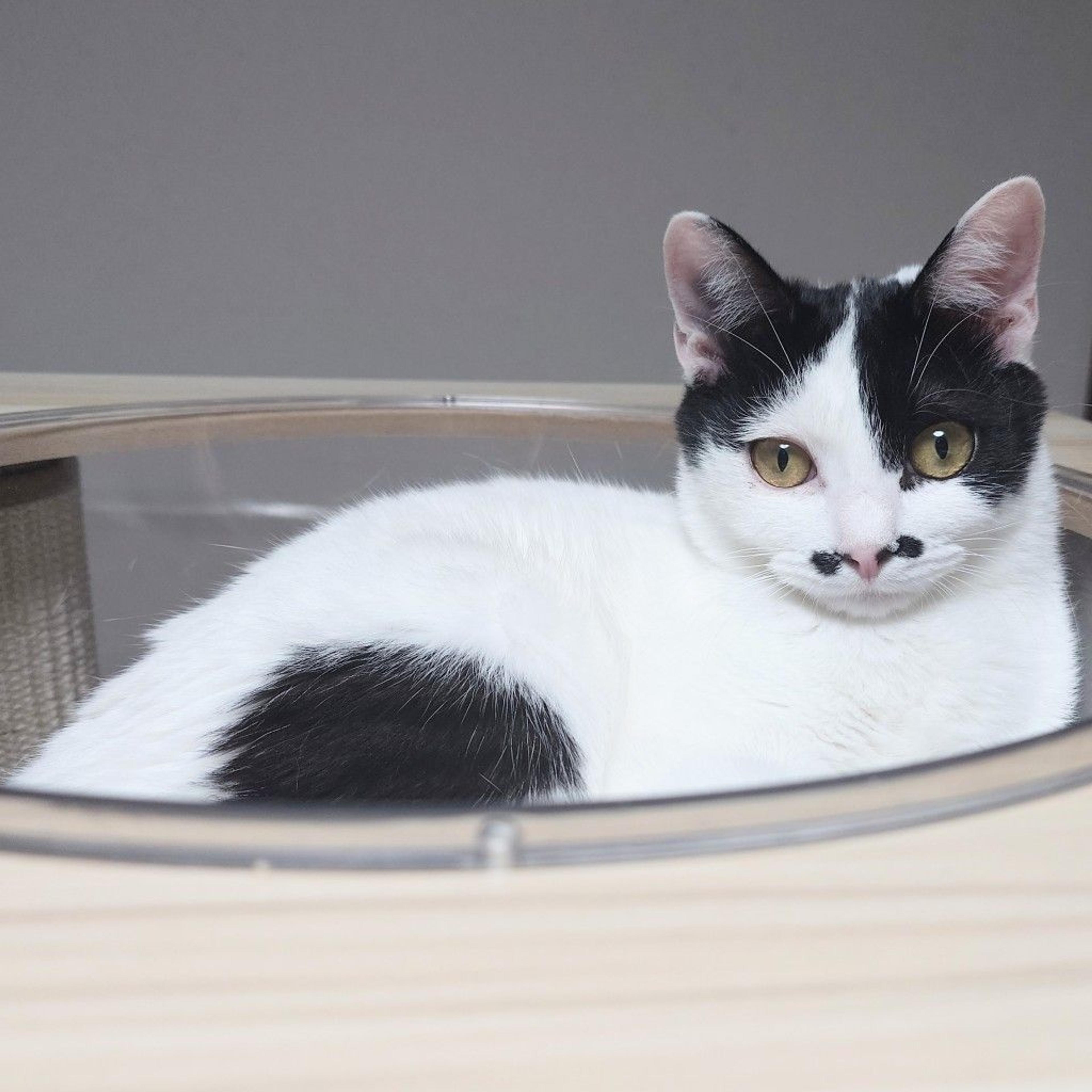pet-image-4