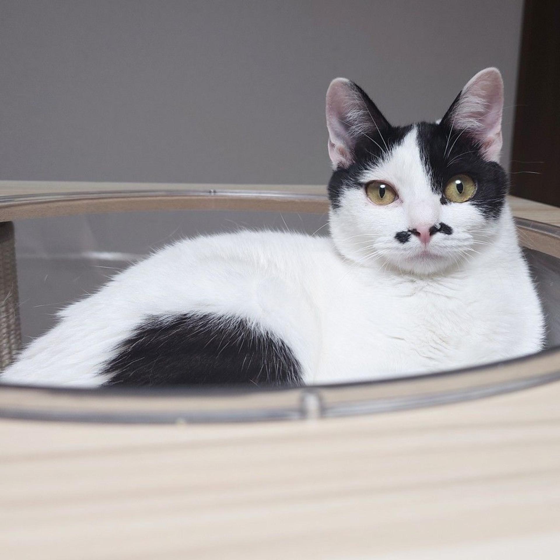 pet-image-5